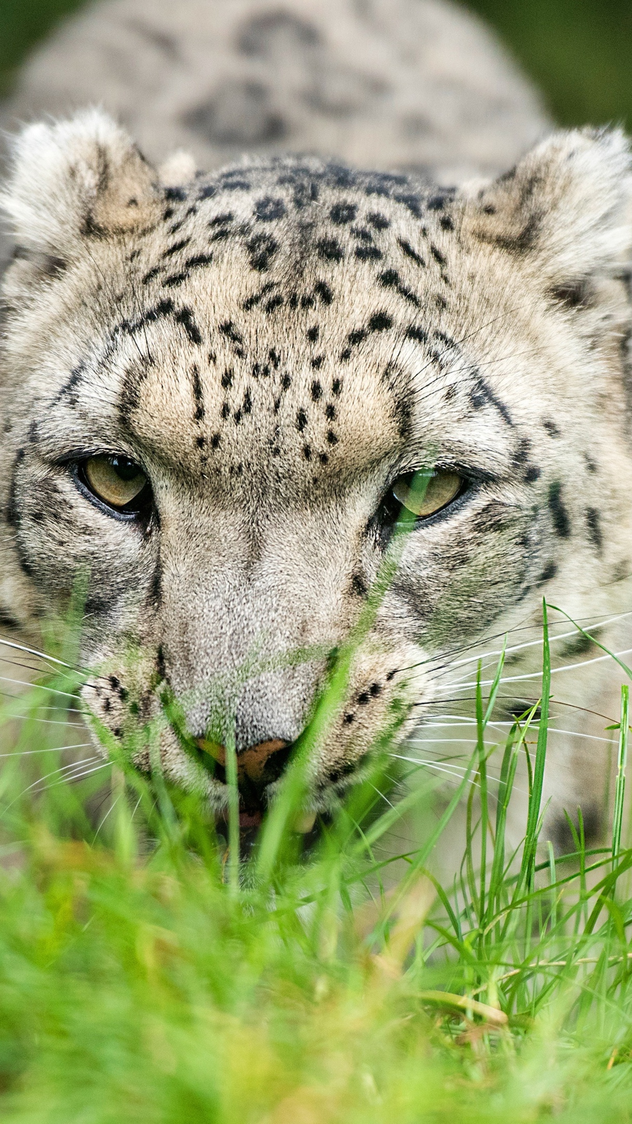 Snow leopard glance 4k, Sony xperia x, Z5 premium hd, 2160x3840 4K Handy