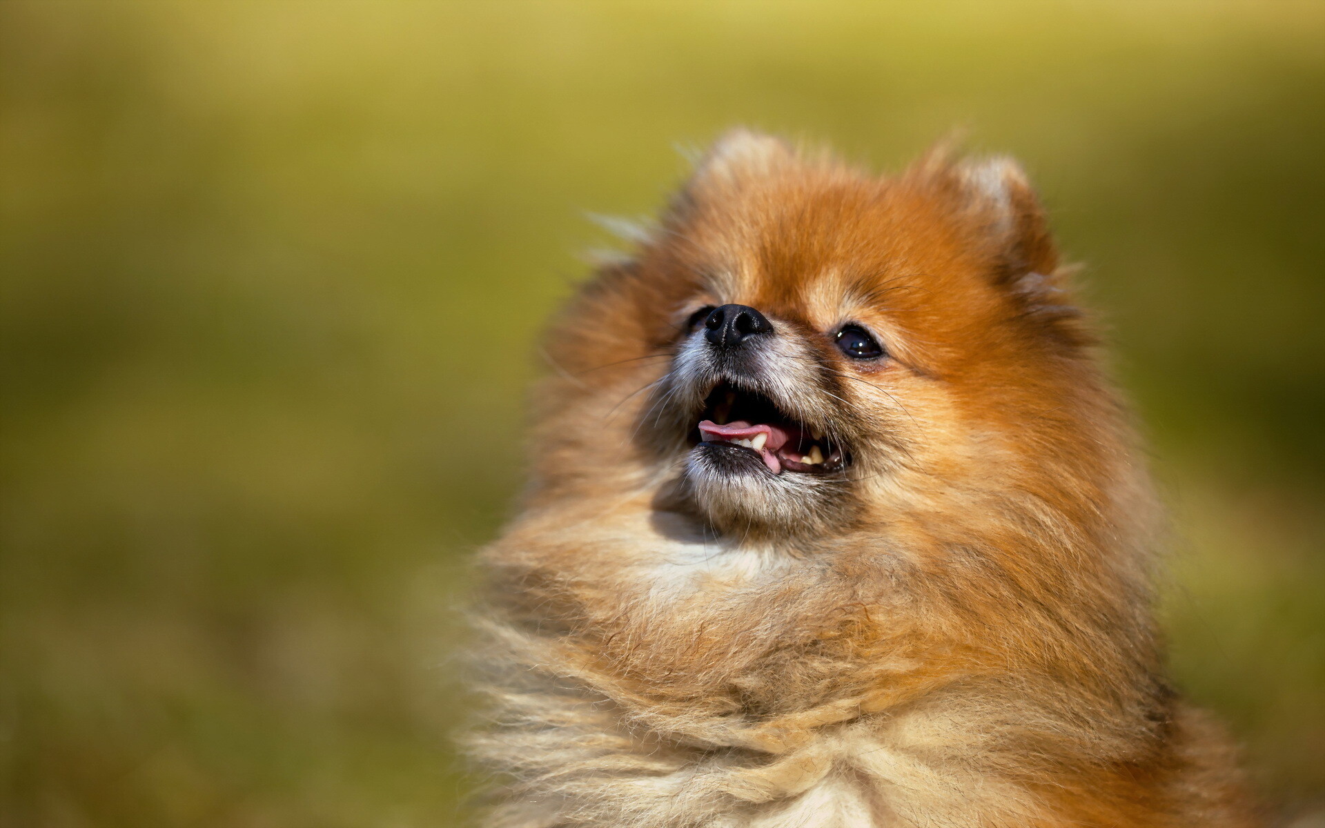 Pomeranian: The breed has been among the more popular dog breeds in the United States. 1920x1200 HD Wallpaper.
