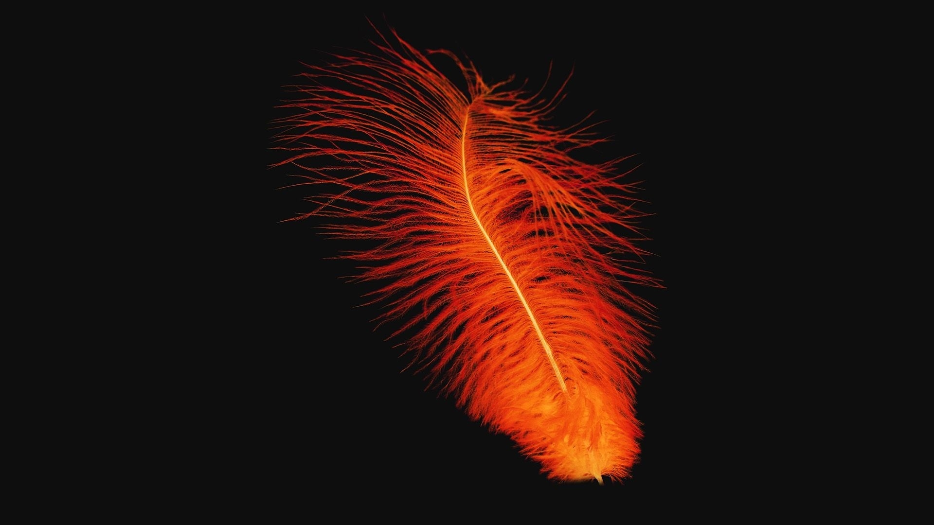 Feather: Semiplume, combining a large rachis with downy vanes. 1920x1080 Full HD Wallpaper.