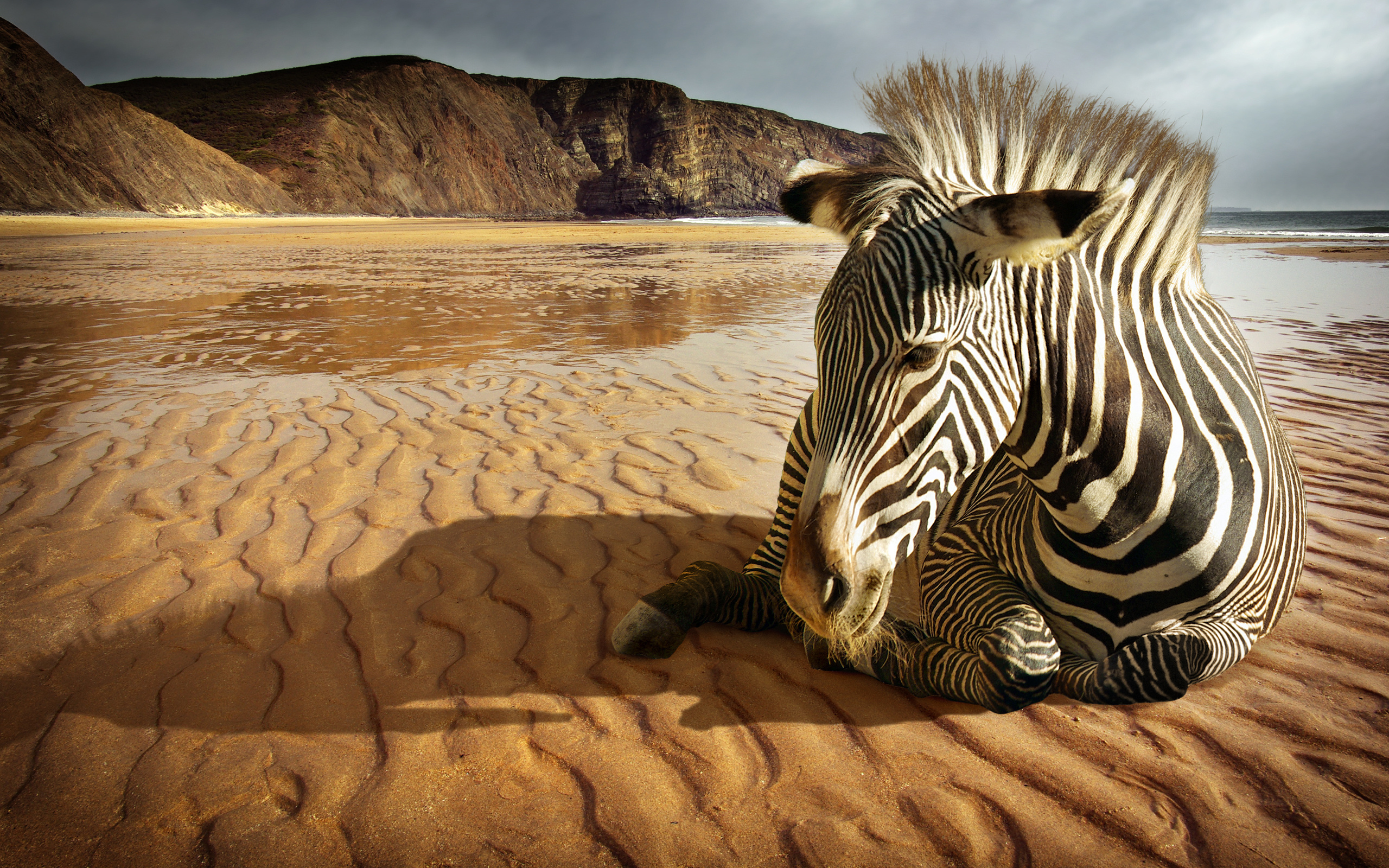 170 zebra wallpapers, African wildlife, Graceful strides, Nature's elegance, 2560x1600 HD Desktop