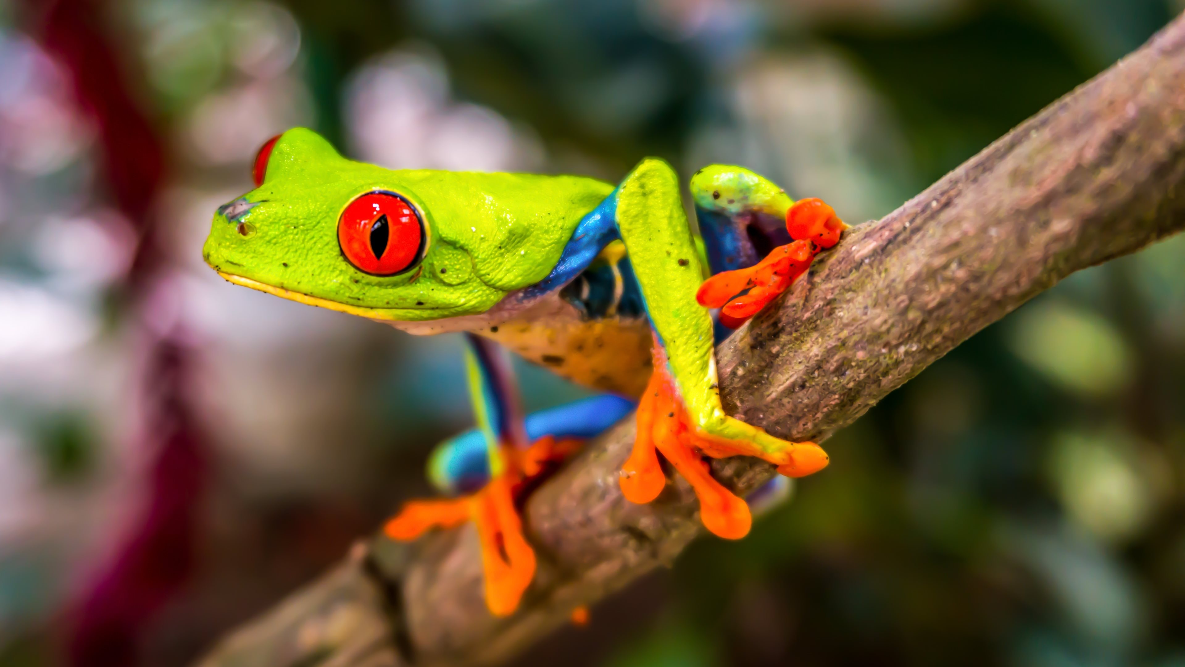 Red-Eyed Tree Frog wallpapers, Vibrant amphibian, Tropical rainforest, Gorgeous colors, 3840x2160 4K Desktop