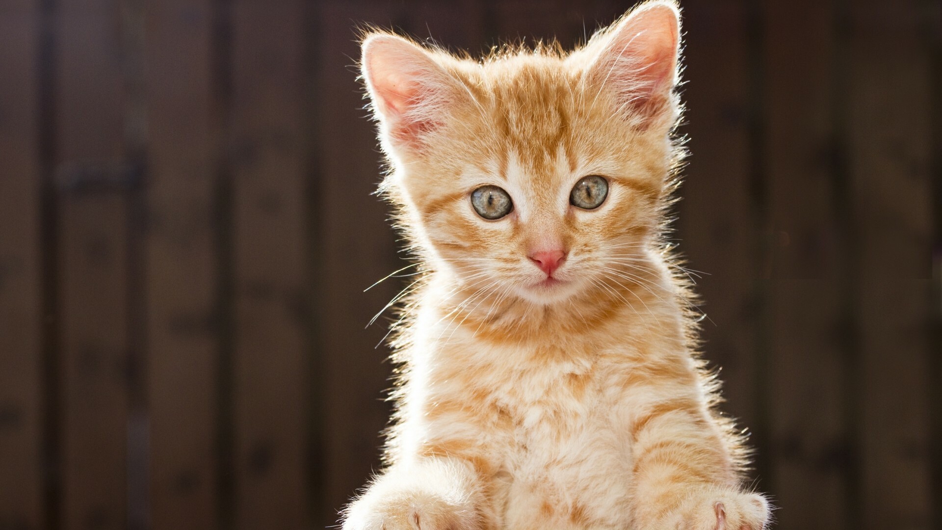 Kitten: A furry domestic animal, A juvenile cat. 1920x1080 Full HD Background.