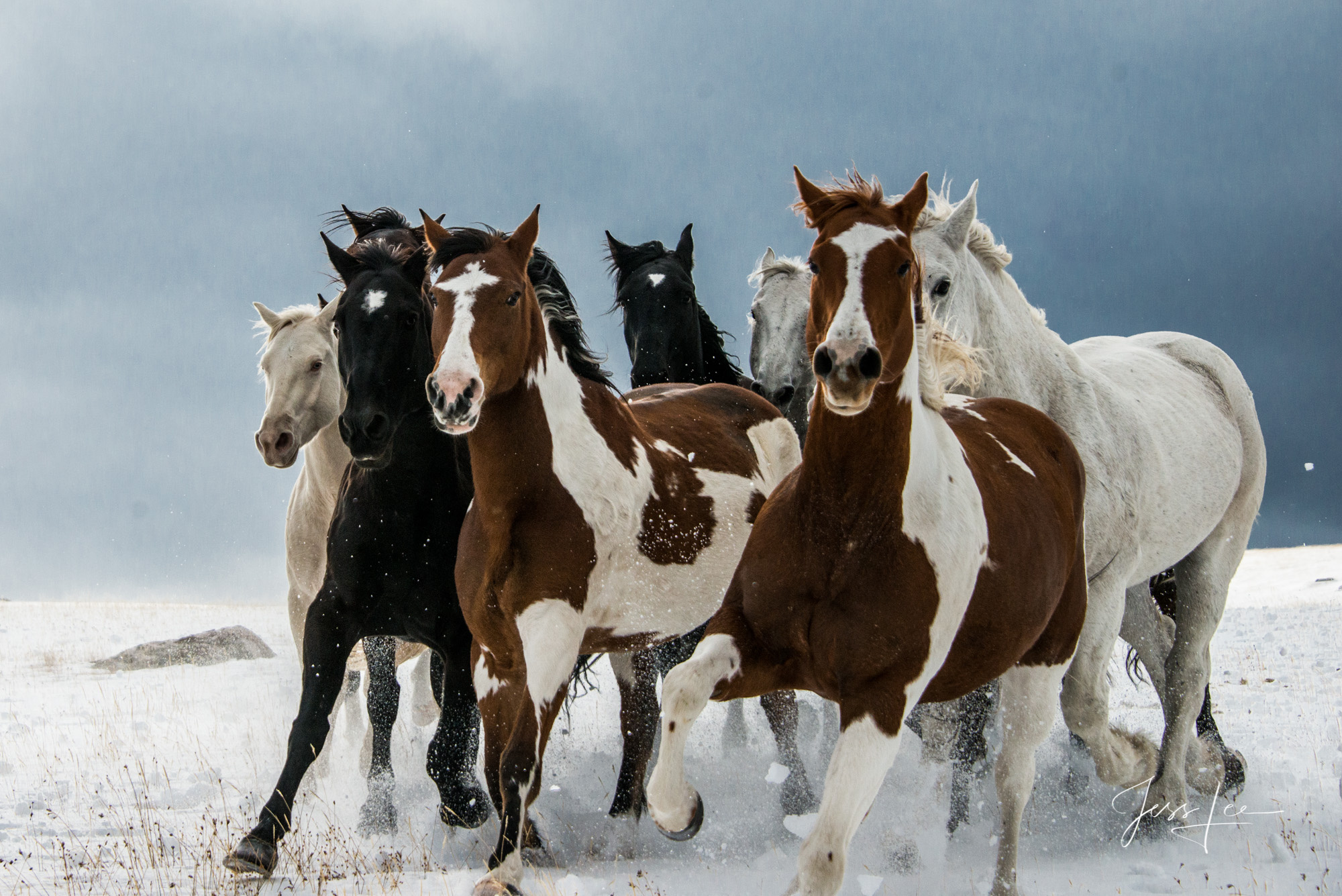 Horses in the snow, Wild beauty of Wyoming, Majestic paint horses, Winter landscapes, 2000x1340 HD Desktop