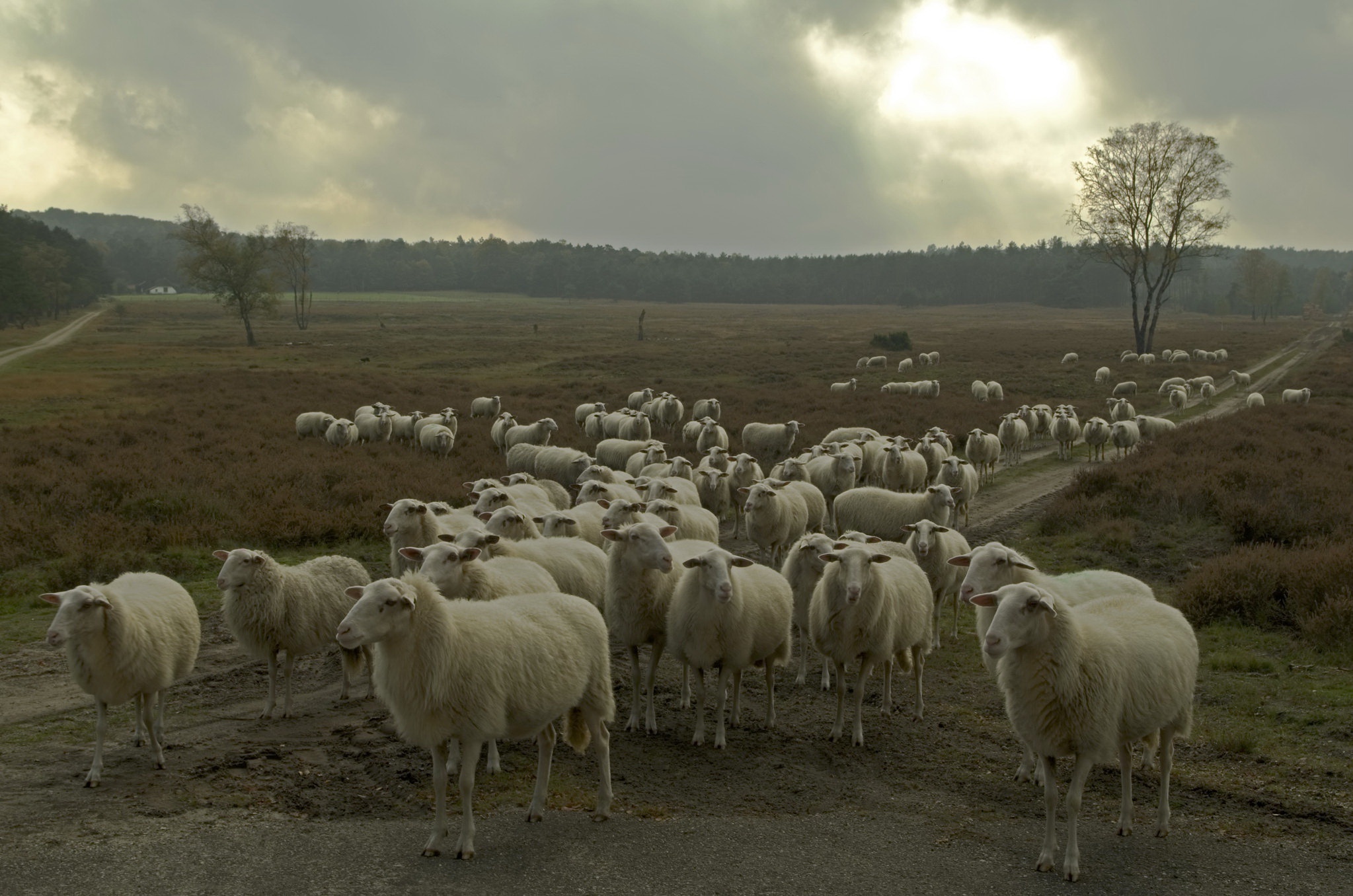 Sheep wallpaper, Beautiful visual design, Serene wooly creatures, Peaceful countryside scenery, 2050x1360 HD Desktop
