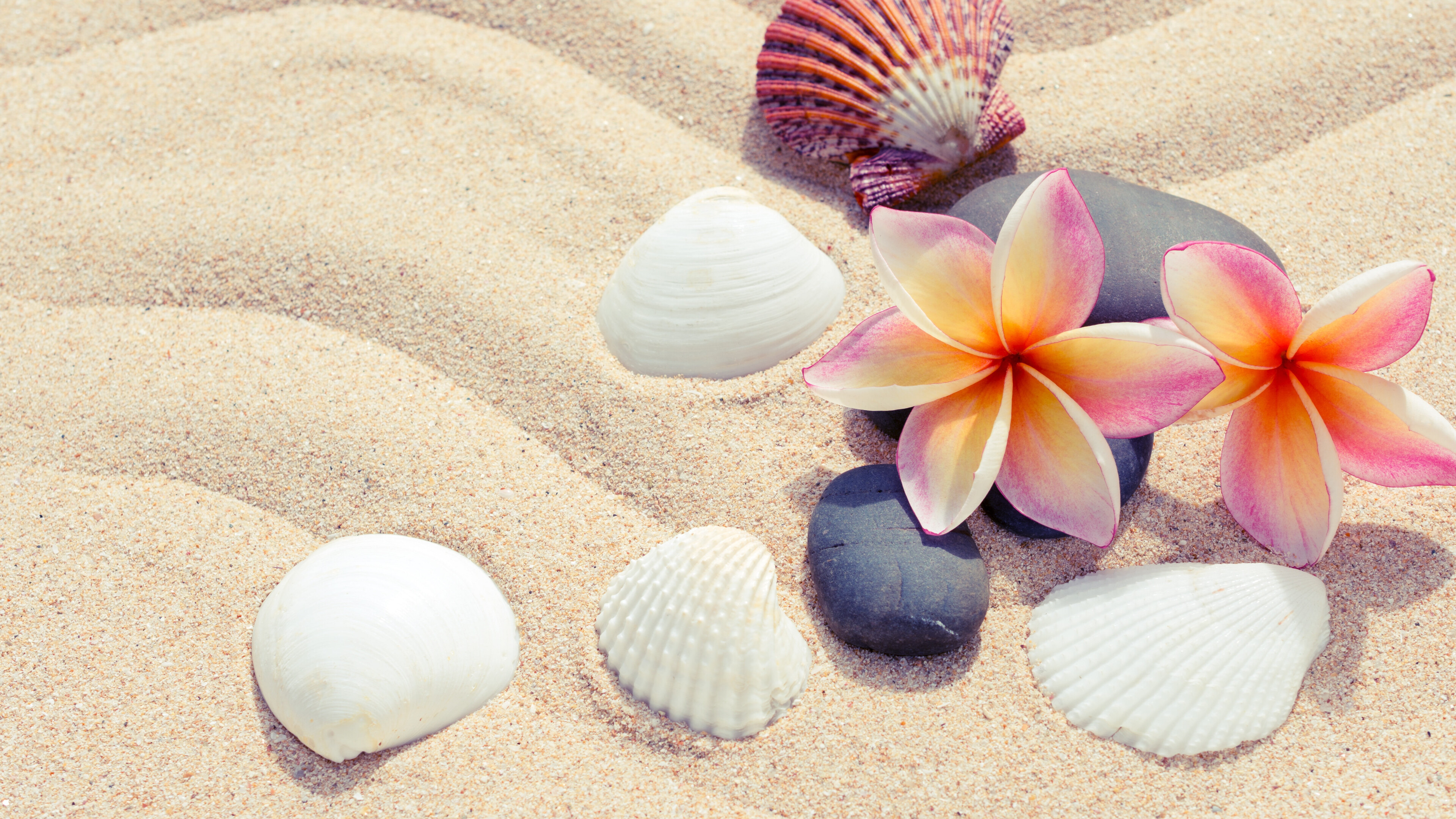 Sands and plumeria, Seashell delight, Ultra HD wallpaper, Coastal bliss, 3840x2160 4K Desktop