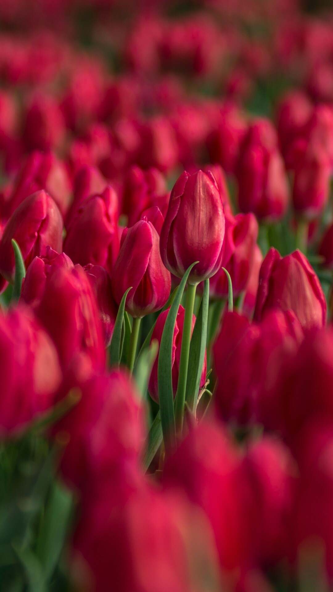 Tulip: Tulips field, Blossom, Bloom, Flowers. 1080x1920 Full HD Background.