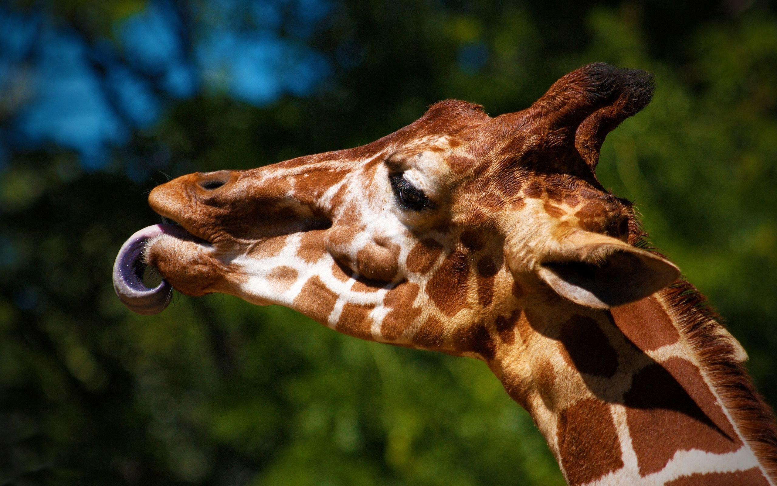 Giraffe: Well known for its long neck, Terrestrial animal. 2560x1600 HD Wallpaper.