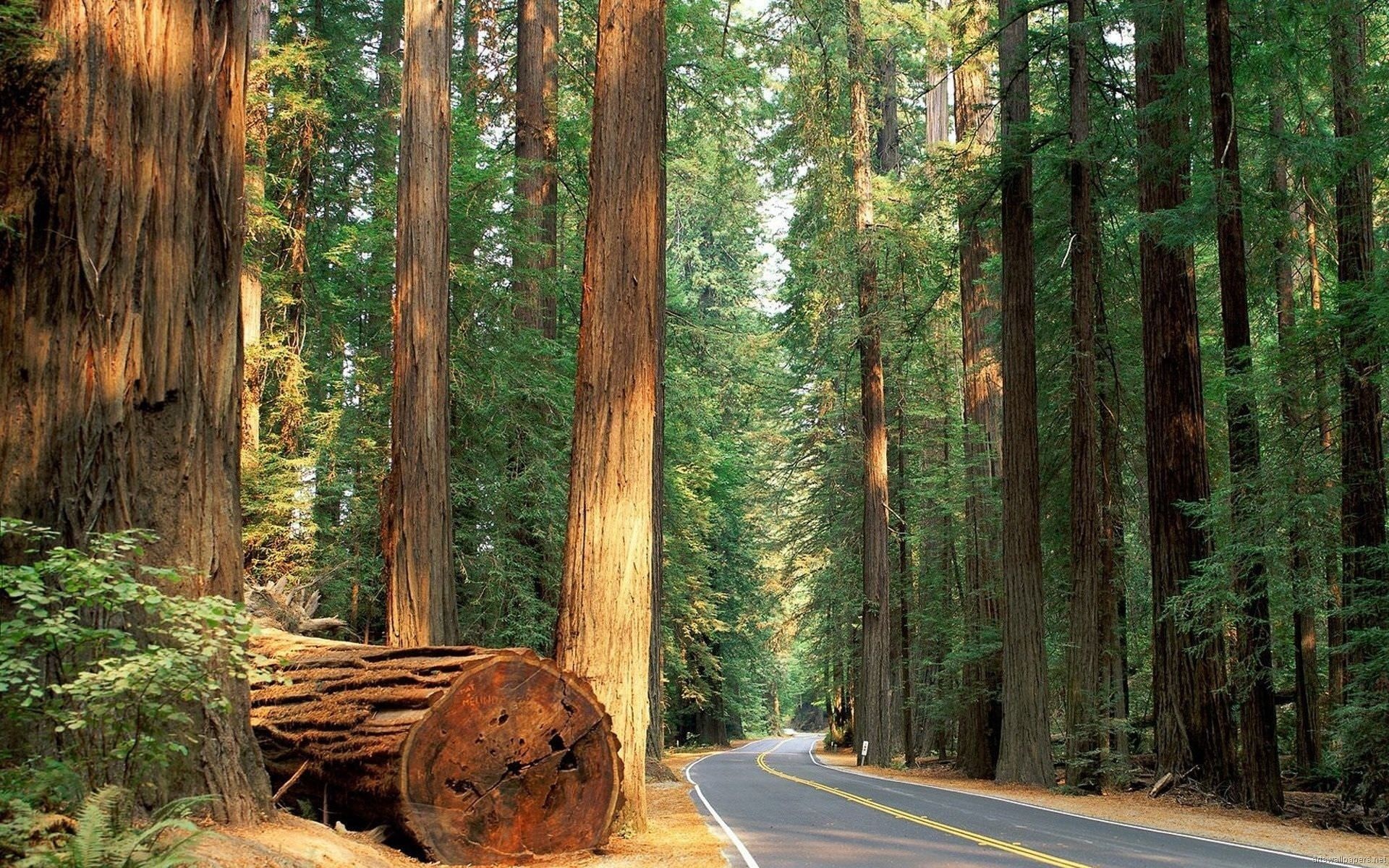 Sequoia national park, HD wallpapers, California road trips, Scenic state parks, 1920x1200 HD Desktop