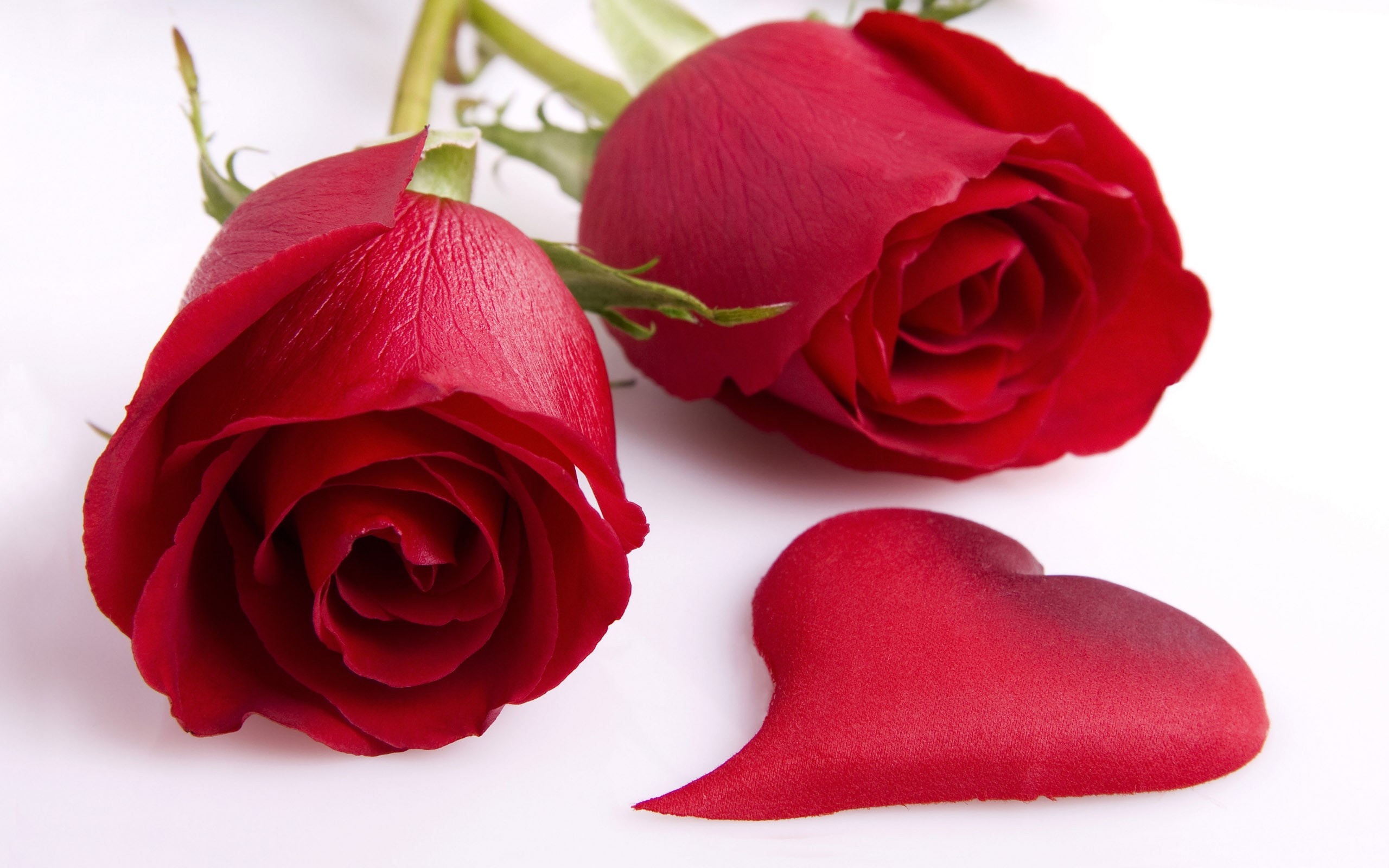 Hearts and Flowers, Love and romance, Red roses, Delicate beauty, 2560x1600 HD Desktop