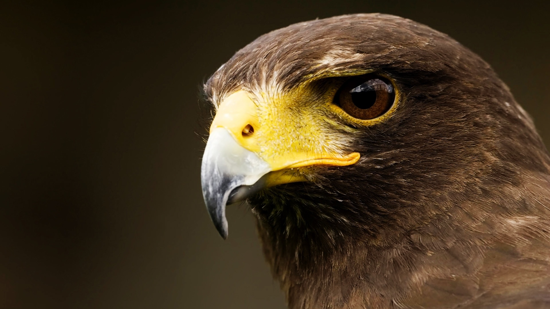 Majestic hawk, Powerful creature, Hunter's vision, 1920x1080 Full HD Desktop