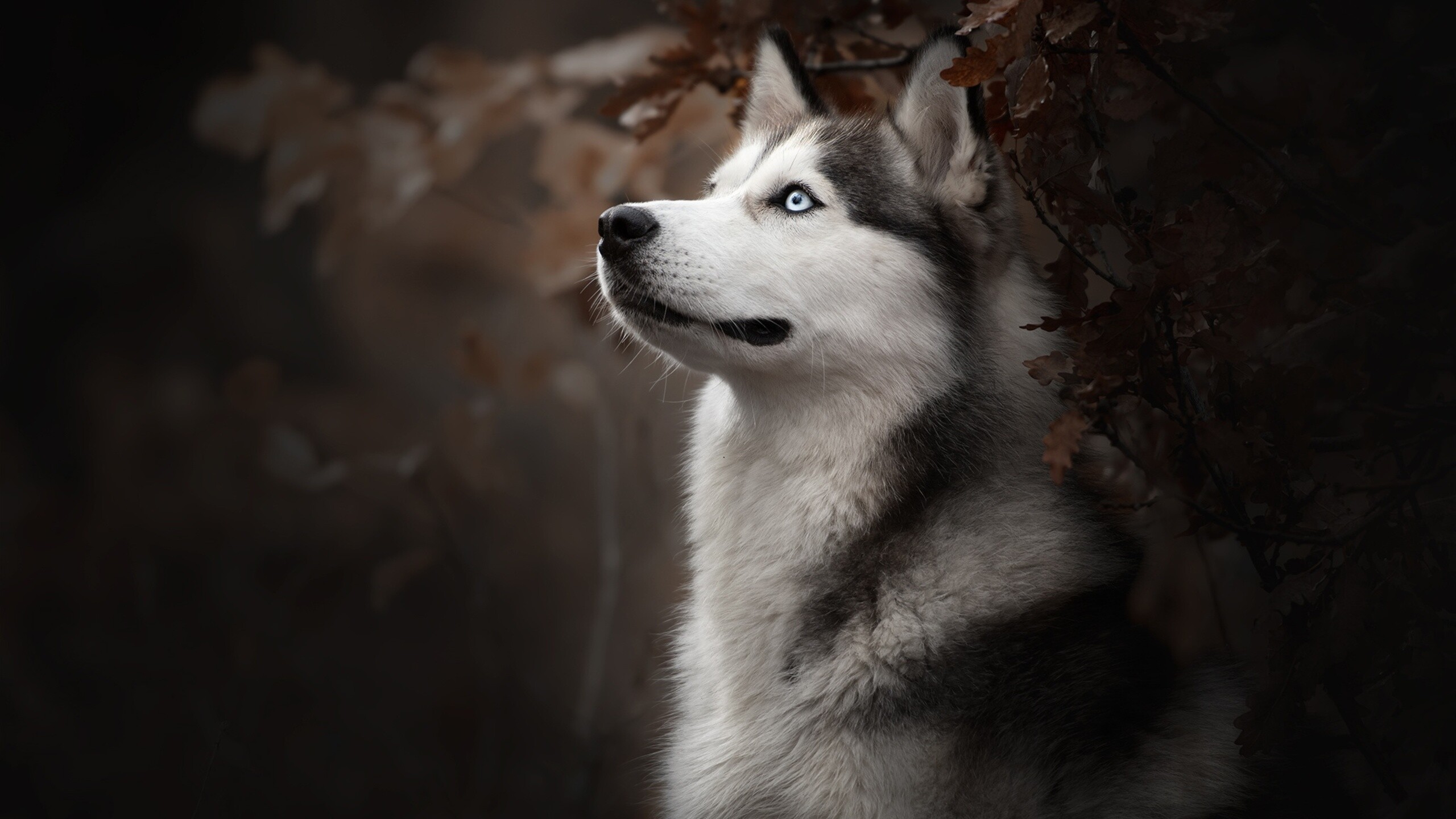 Siberian Husky: Dog breed, cannot be used as a guard dog. 2560x1440 HD Wallpaper.
