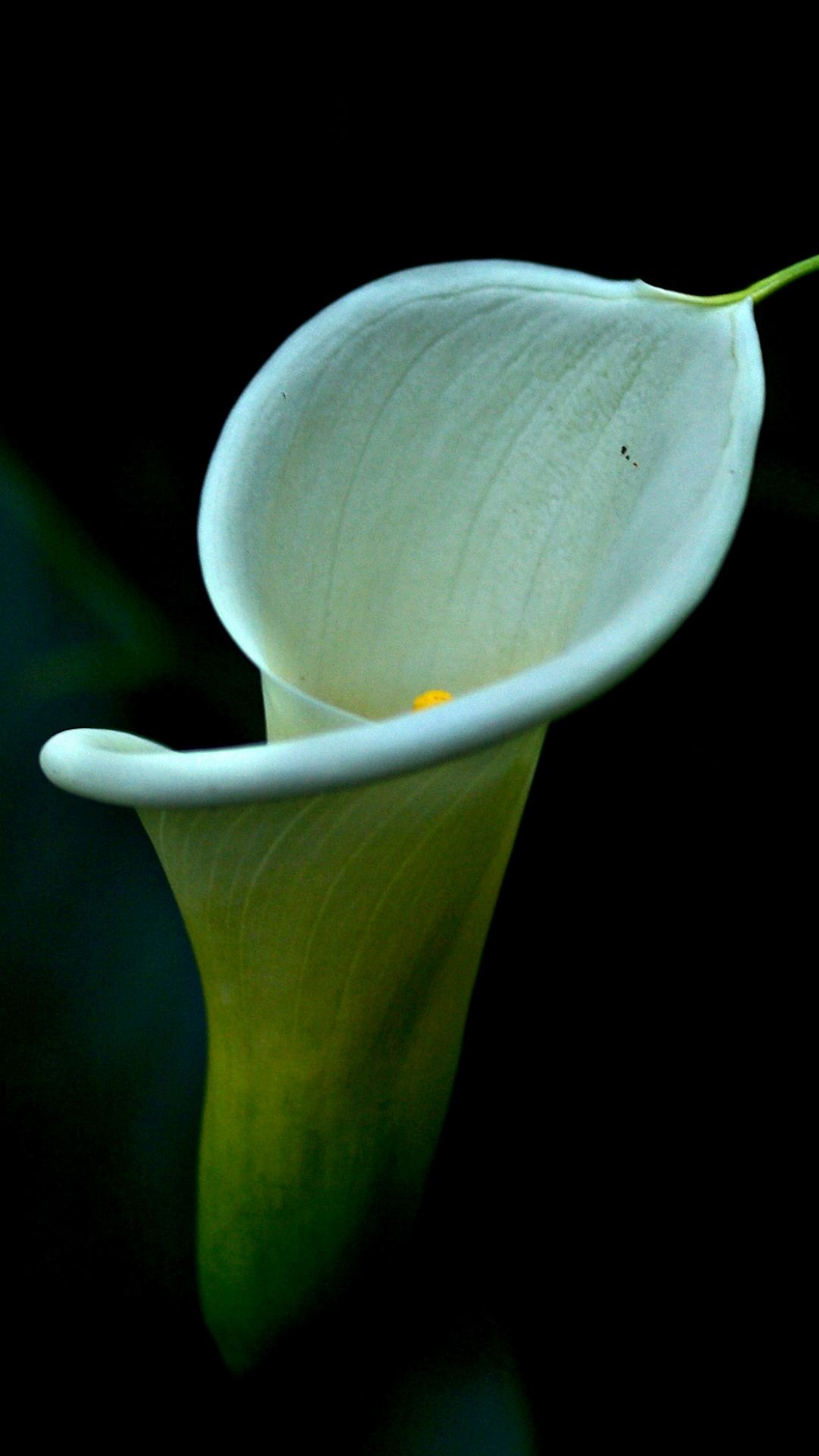 Calla Lily: All parts of the plant are poisonous, Flowering plant. 1080x1920 Full HD Background.