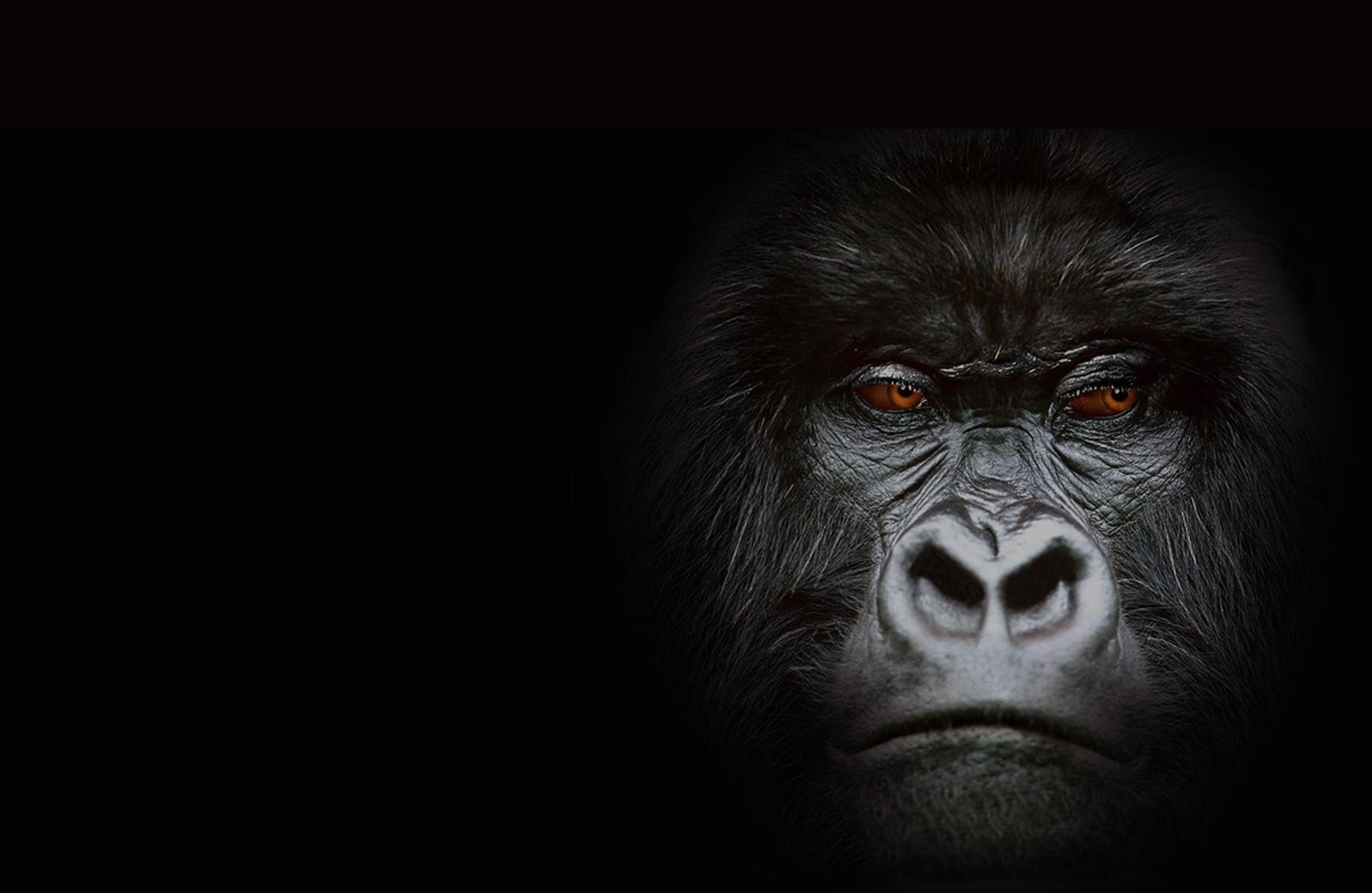 Insights into gorillas, Fascinating primates, Understanding wildlife, Nature's marvels, 2150x1400 HD Desktop