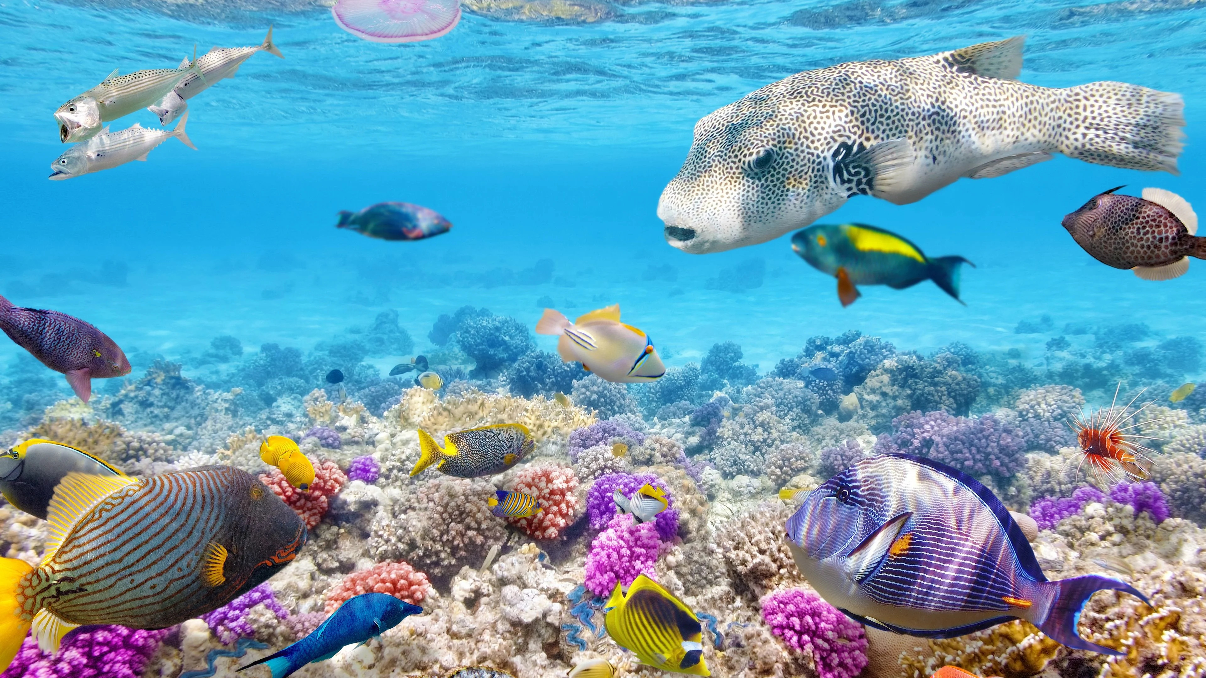 4K tropical coral reef wallpapers, Ultra HD underwater scenes, Vibrant marine life, Exquisite fish, 3840x2160 4K Desktop