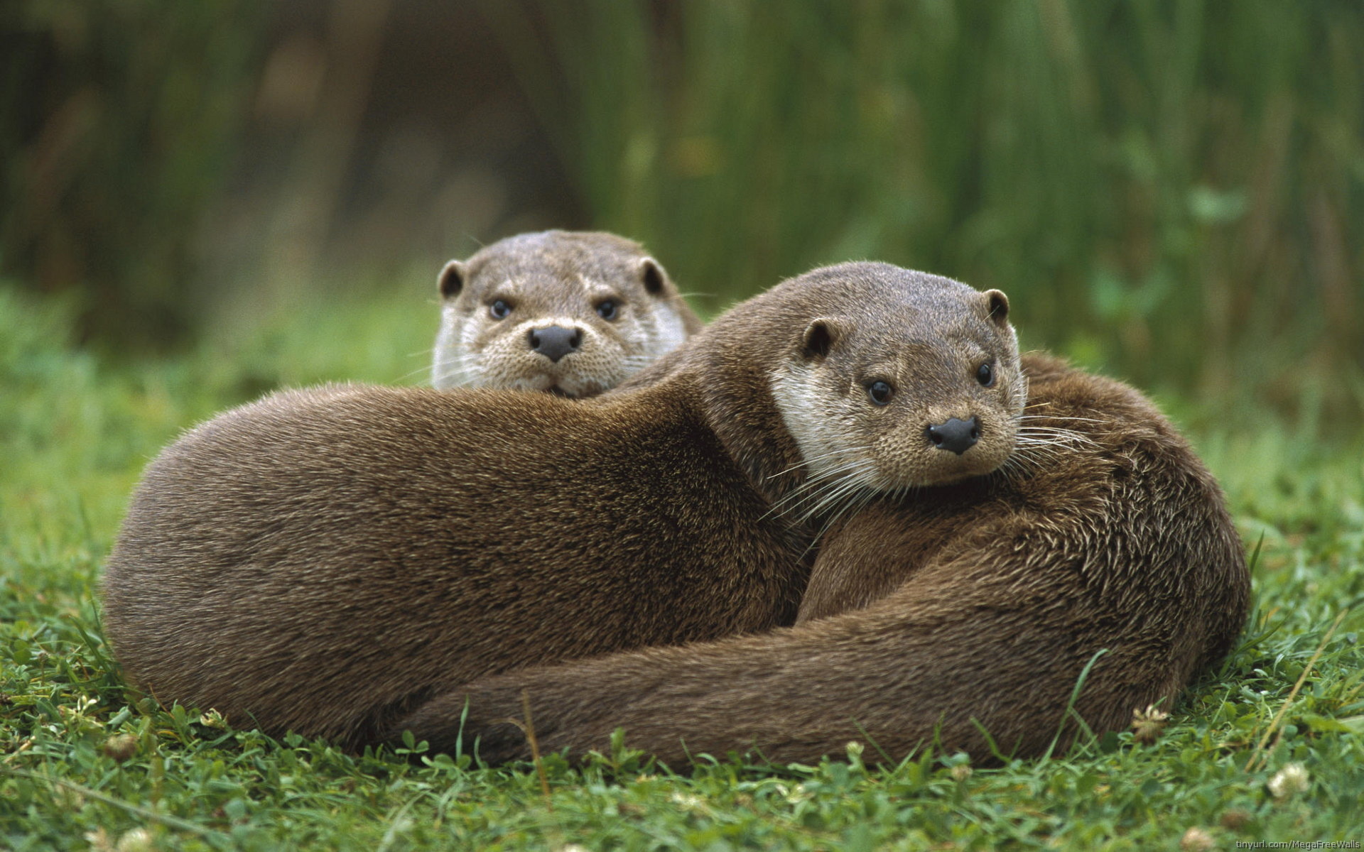 Otter wallpapers, Playful nature, Cute and cuddly, Beautiful backgrounds, 1920x1200 HD Desktop