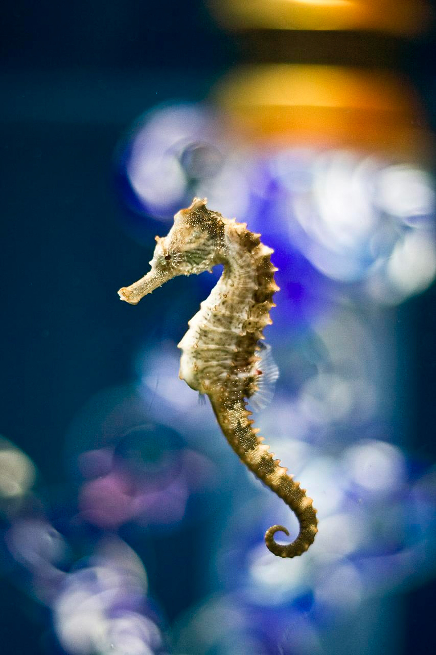 Seahorse, Oregon Coast Aquarium, Animals, 1670x2500 HD Phone