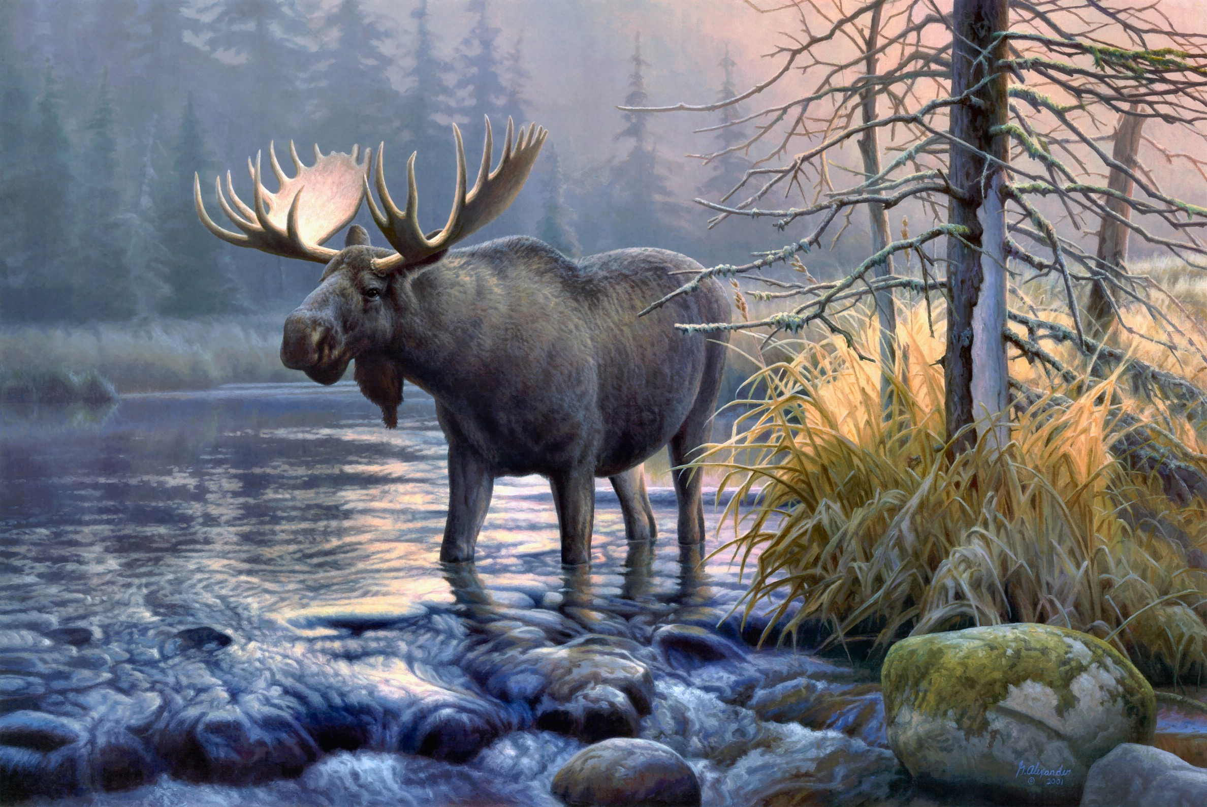 Moose, 4K Ultra marvel, Majestic moose, Nature's grace, 2380x1590 HD Desktop