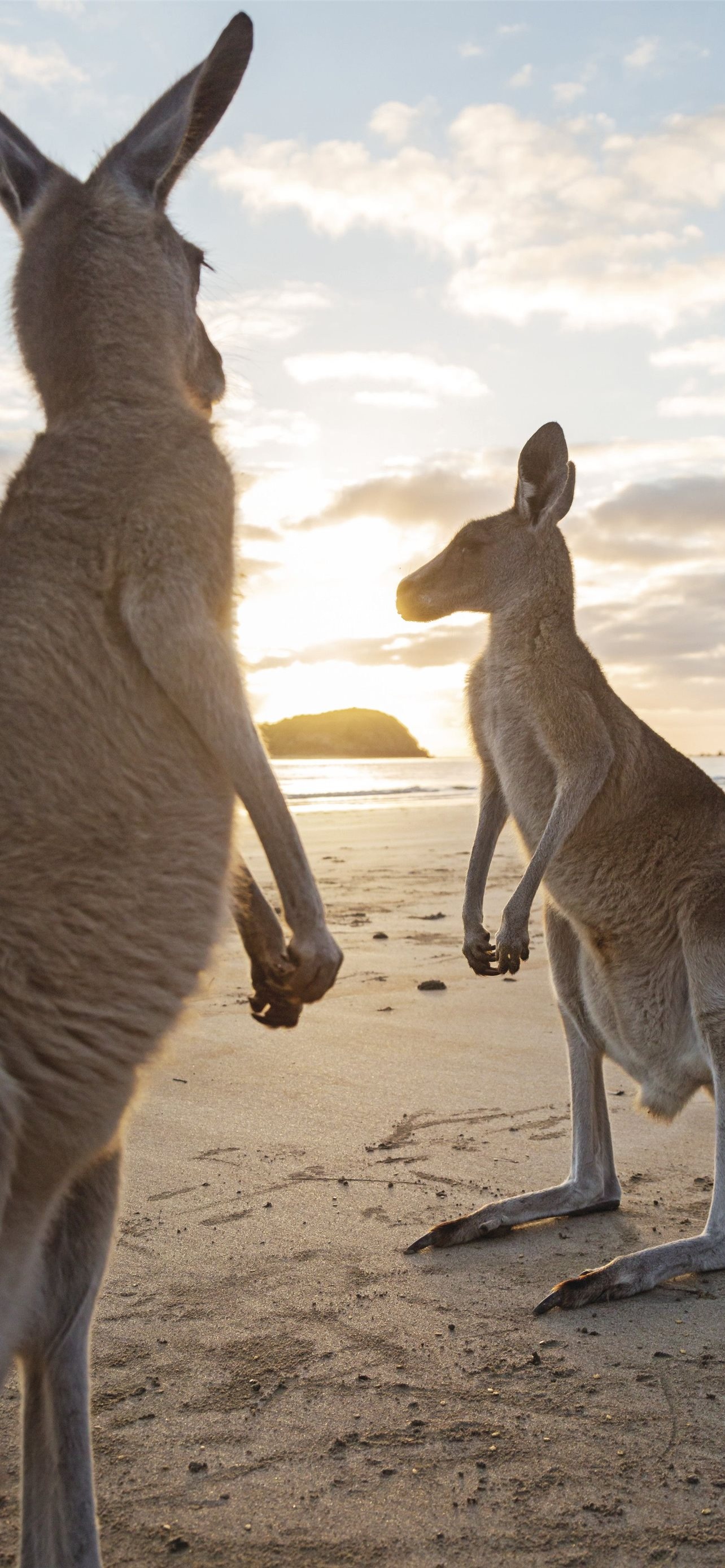Kangaroo iPhone wallpapers, Free download, Kangaroo, 1290x2780 HD Phone