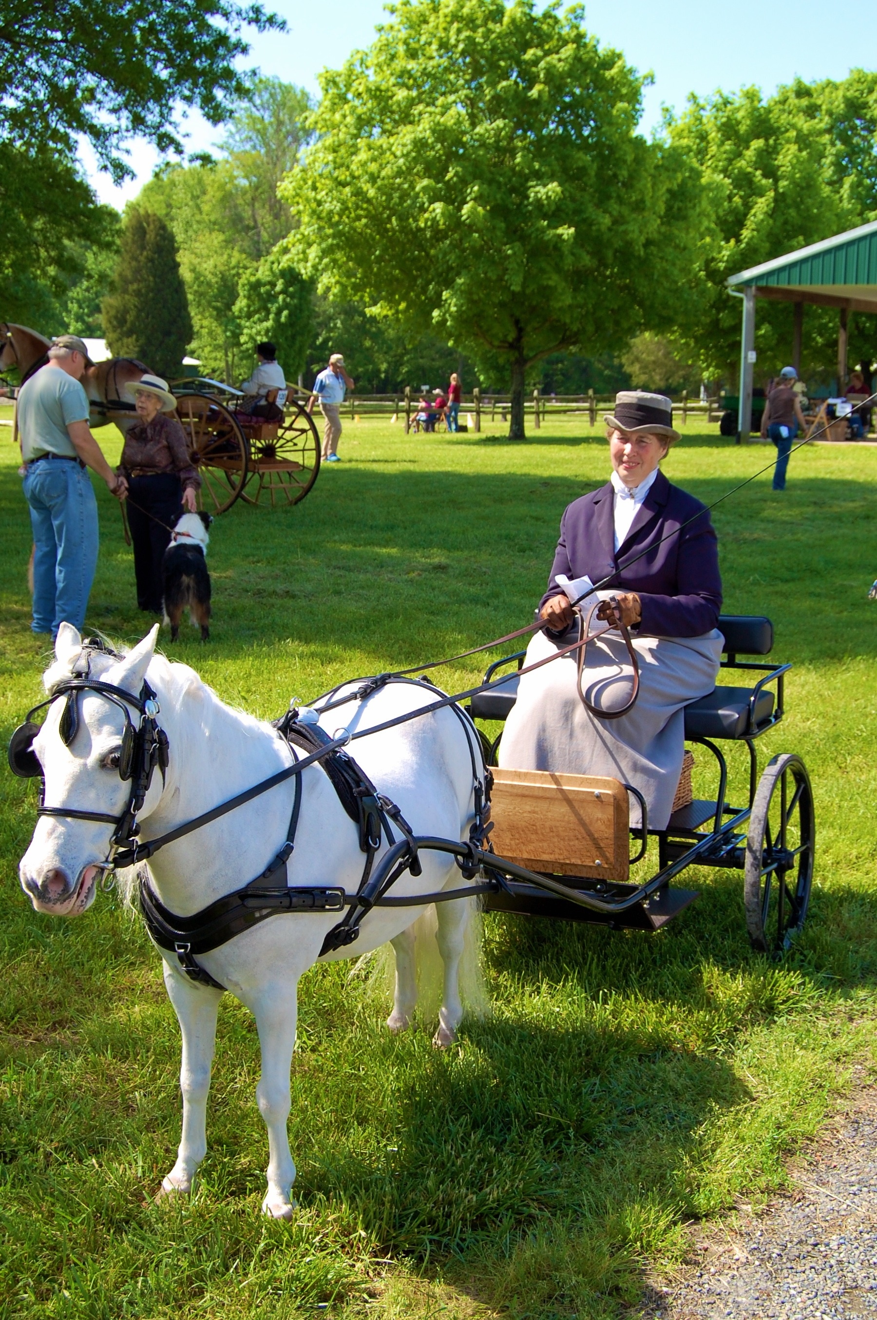 Carriage driving sports, Delmarva driving clubs, Pleasure carriage driving show, 1800x2710 HD Phone