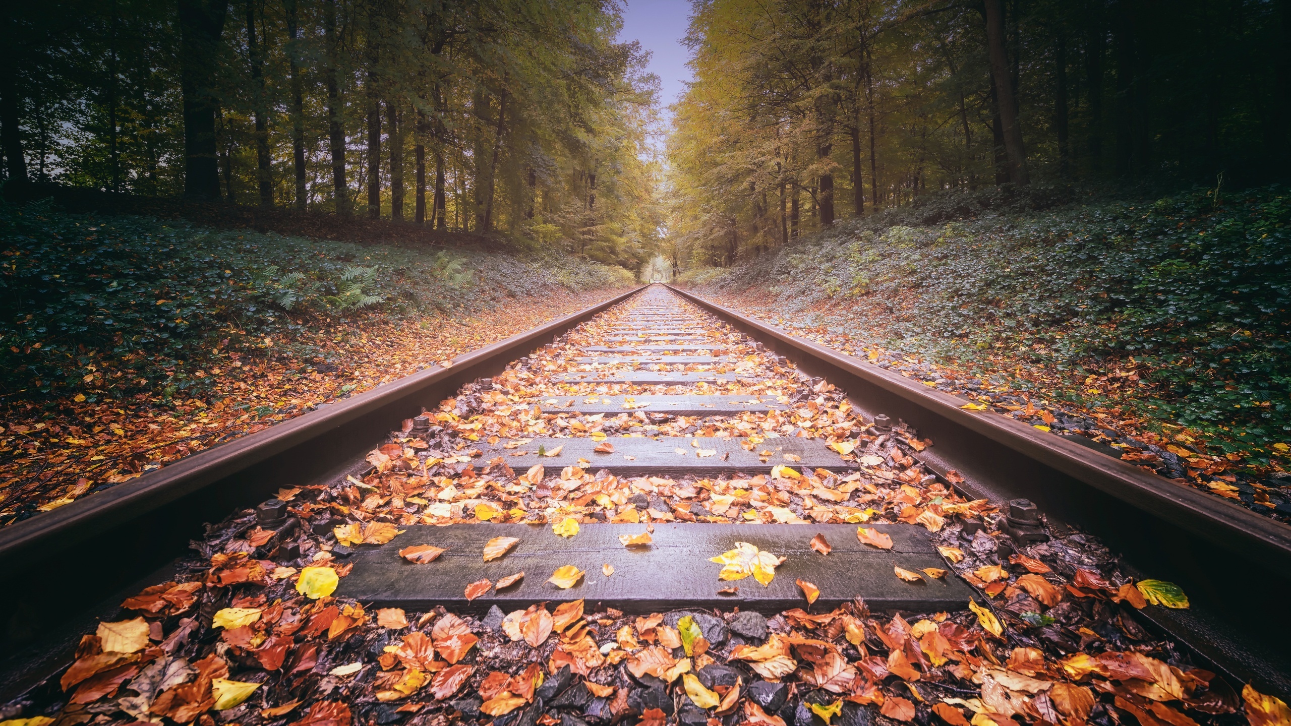 Railway Travels, Railway track 1440p, Resolution HD 4k, Wallpapers images, 2560x1440 HD Desktop