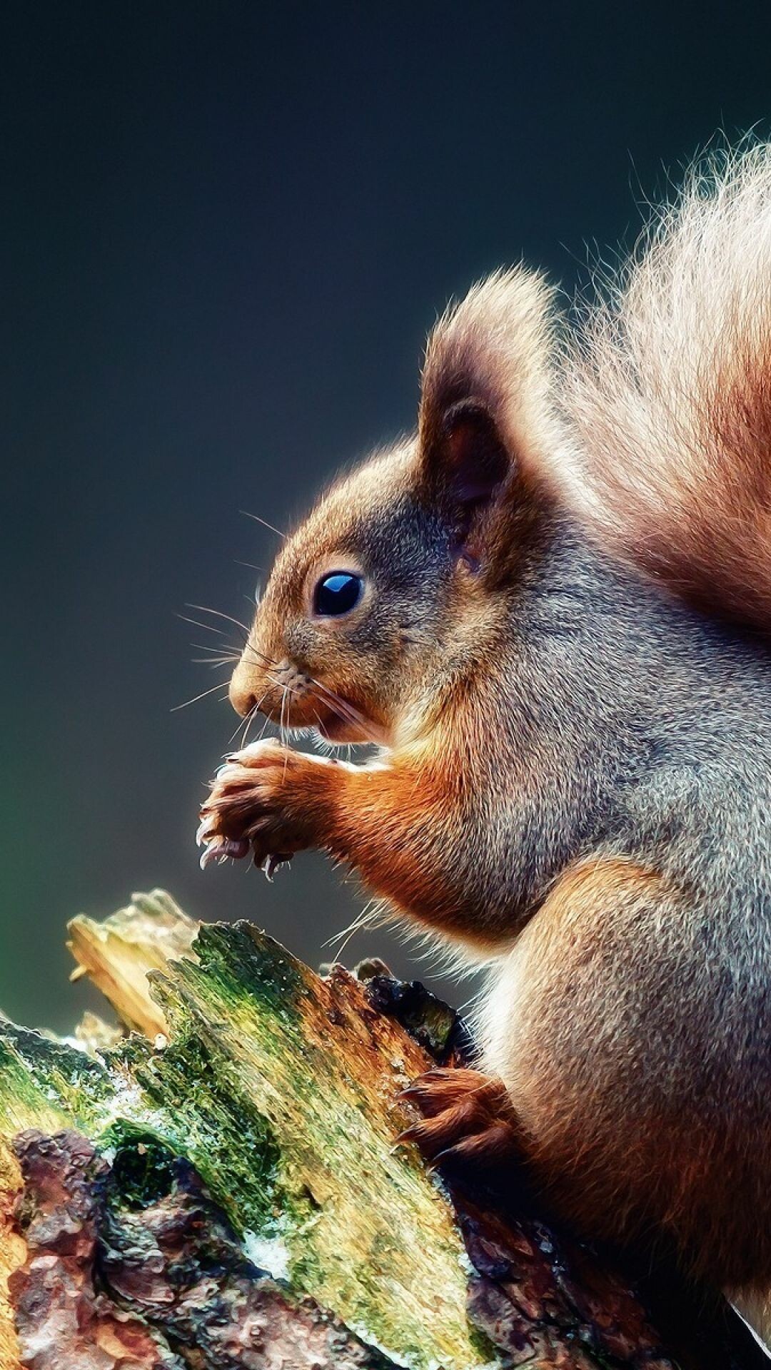 Squirrel: Wild animal, An arboreal, primarily herbivorous rodent. 1080x1920 Full HD Wallpaper.