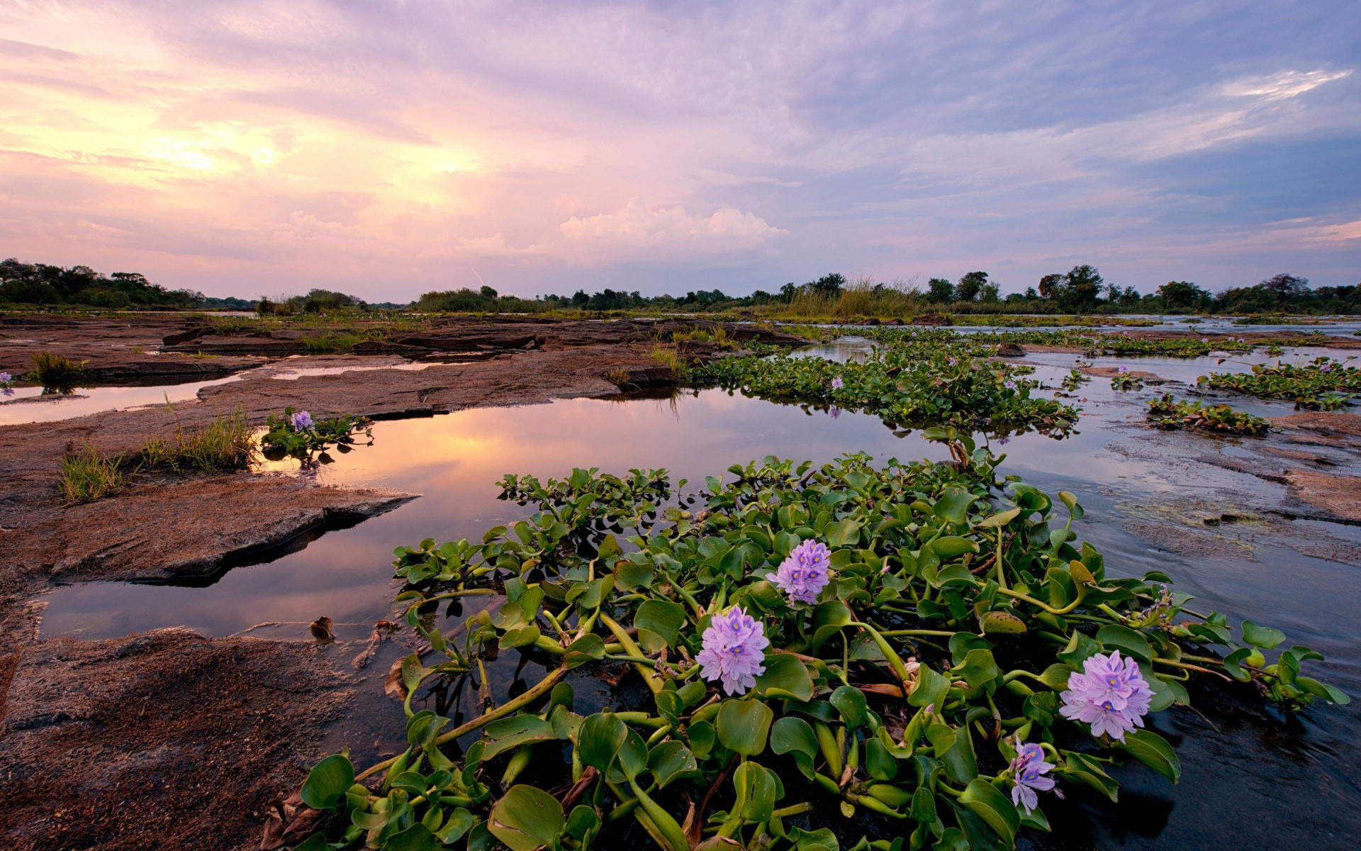 African purple flowers, Green leaves, River sunset, Breathtaking view, 1920x1200 HD Desktop