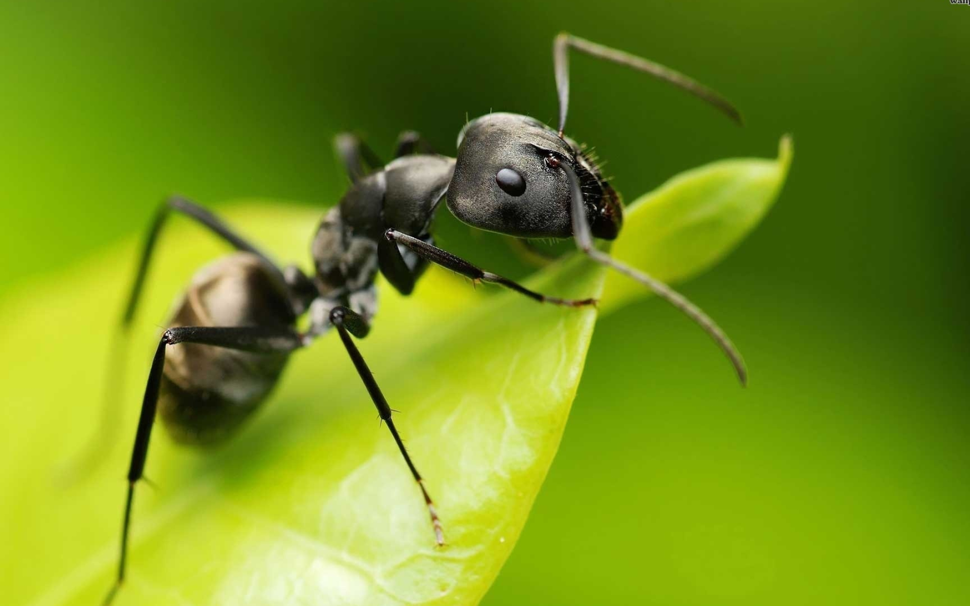 Ant wallpapers, Fascinating insect world, Incredible ant images, Impressive animal kingdom, 1920x1200 HD Desktop