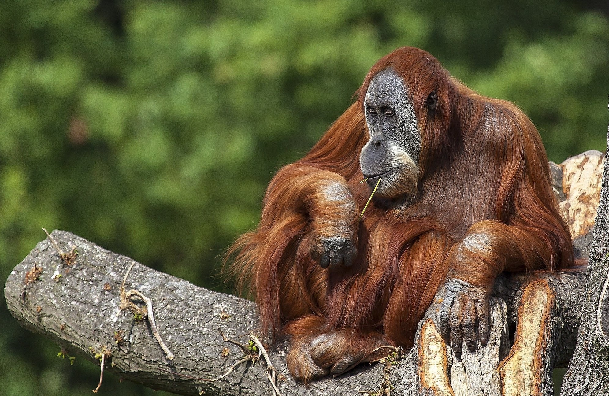 Orangutan animal, Primate wallpapers, HD desktop, Mobile backgrounds, 2000x1300 HD Desktop