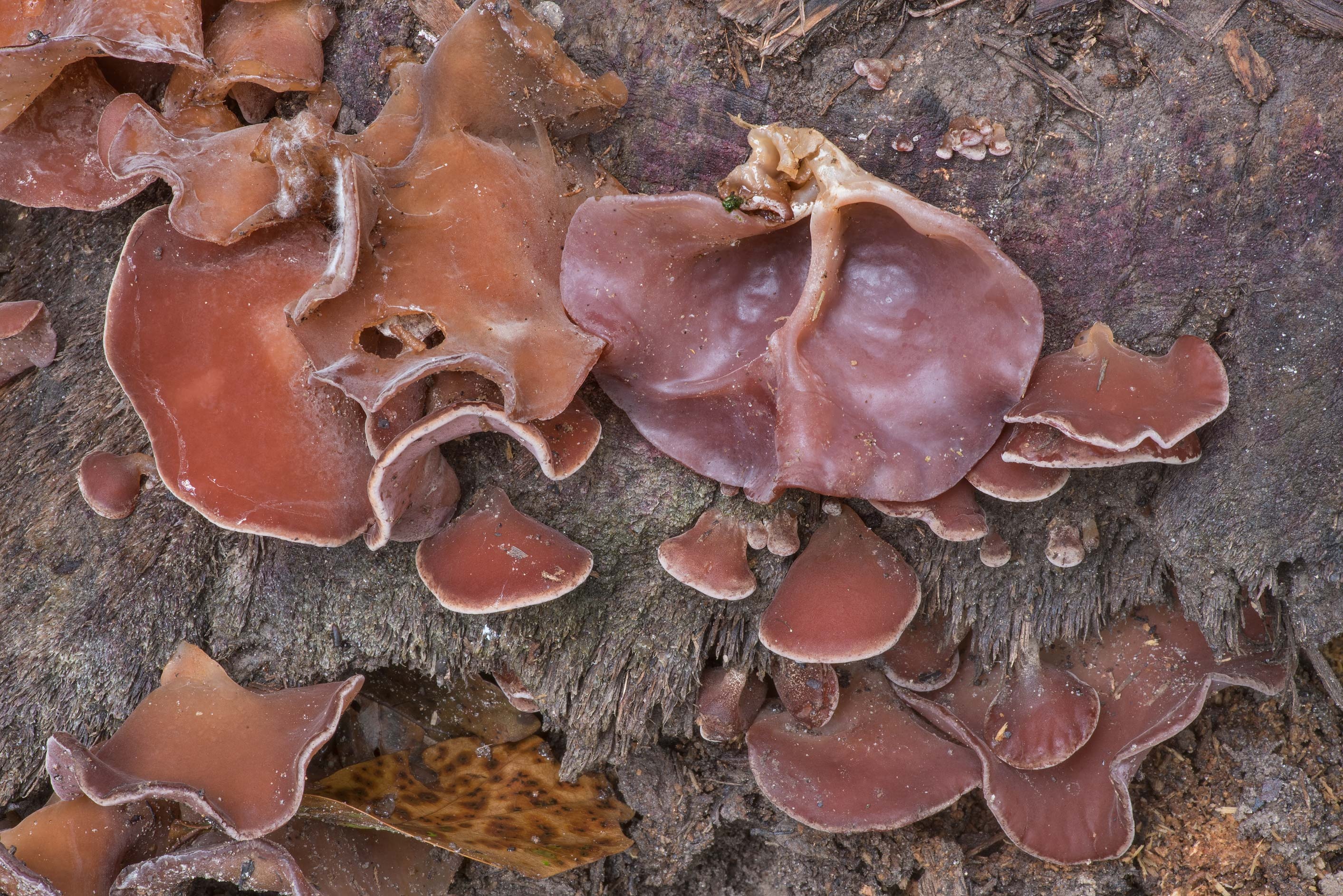 Mature wood ear mushrooms, Park college station Texas, Food, 2830x1890 HD Desktop