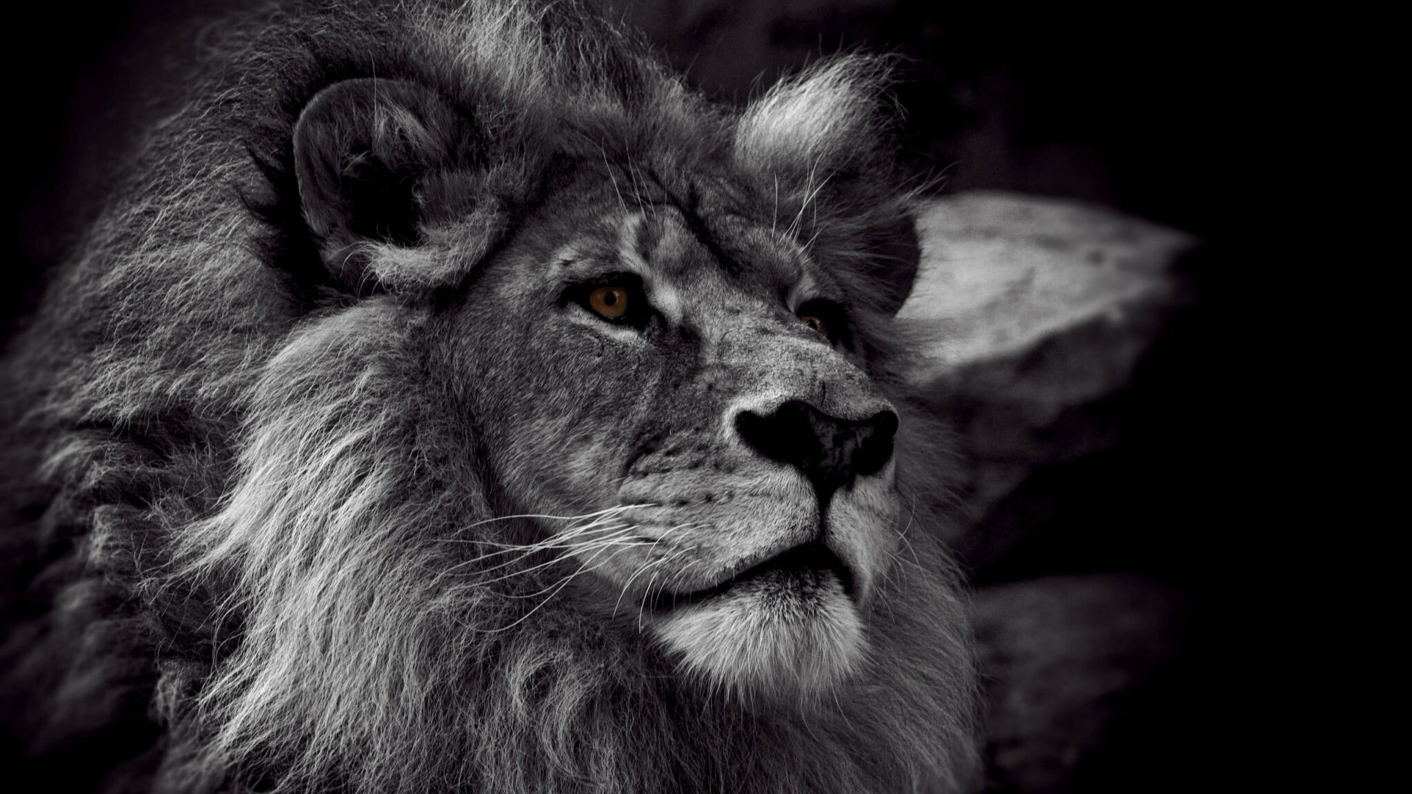 Lion: African lions have been admired throughout history for as symbols of courage and strength, Black-and-white. 2050x1160 HD Background.