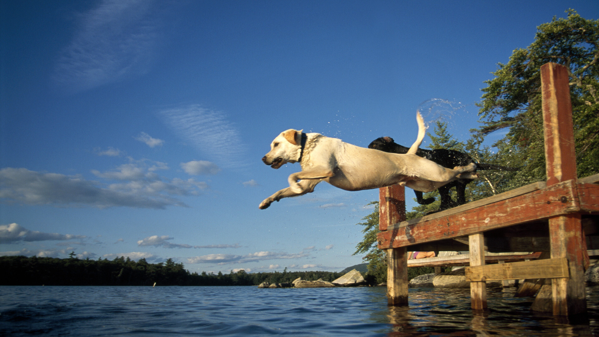 Labrador Retriever: The dog is almost waterproof and designed to remain in the water for hours. 1920x1080 Full HD Wallpaper.