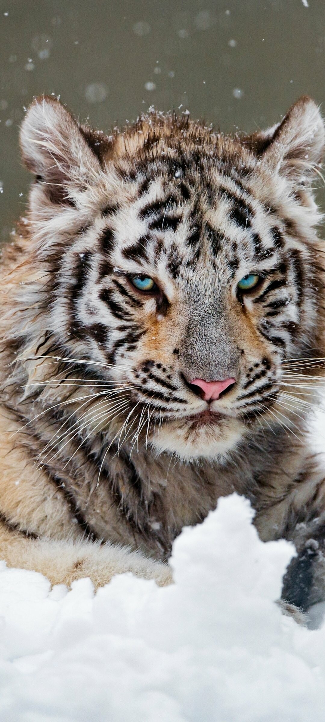 Animal kingdom, White tiger wonder, Graceful beauty, Captivating essence, 1080x2400 HD Phone