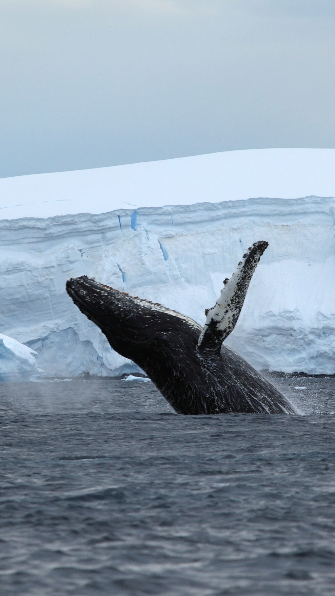 Antarctica ocean, Ice whale, 4k nature, 16233, 1080x1920 Full HD Phone