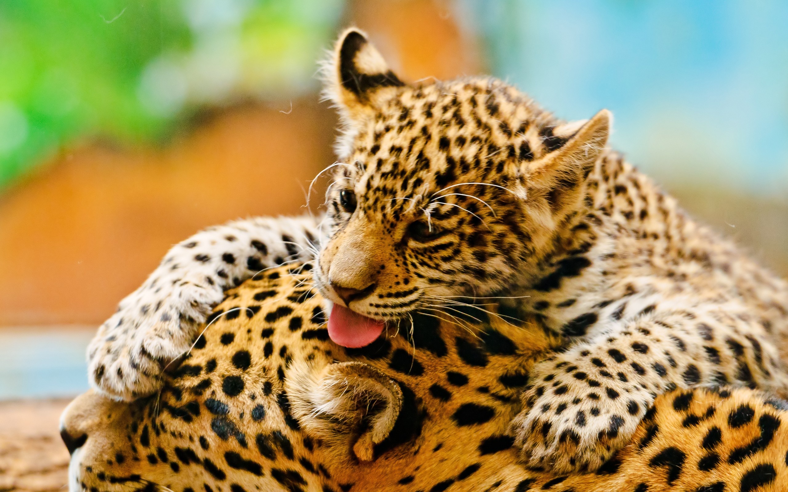 Baby tiger husky, Gorgeous jaguar, Wildlife cuteness, Picturesque wallpaper, 2560x1600 HD Desktop