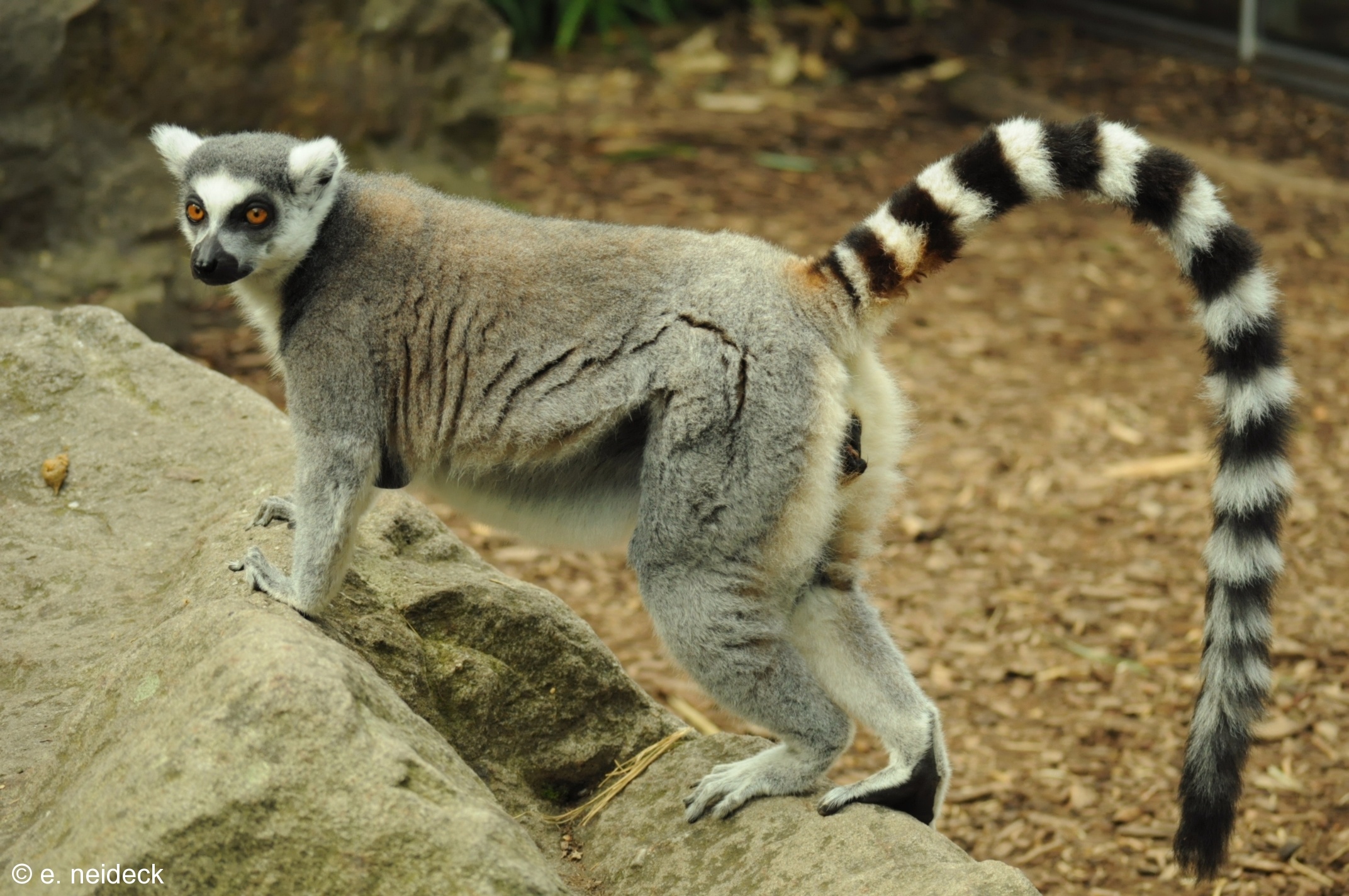 Ring Tailed Lemur, Animals, Lemur catta, Ring tailed beauty, 2150x1430 HD Desktop
