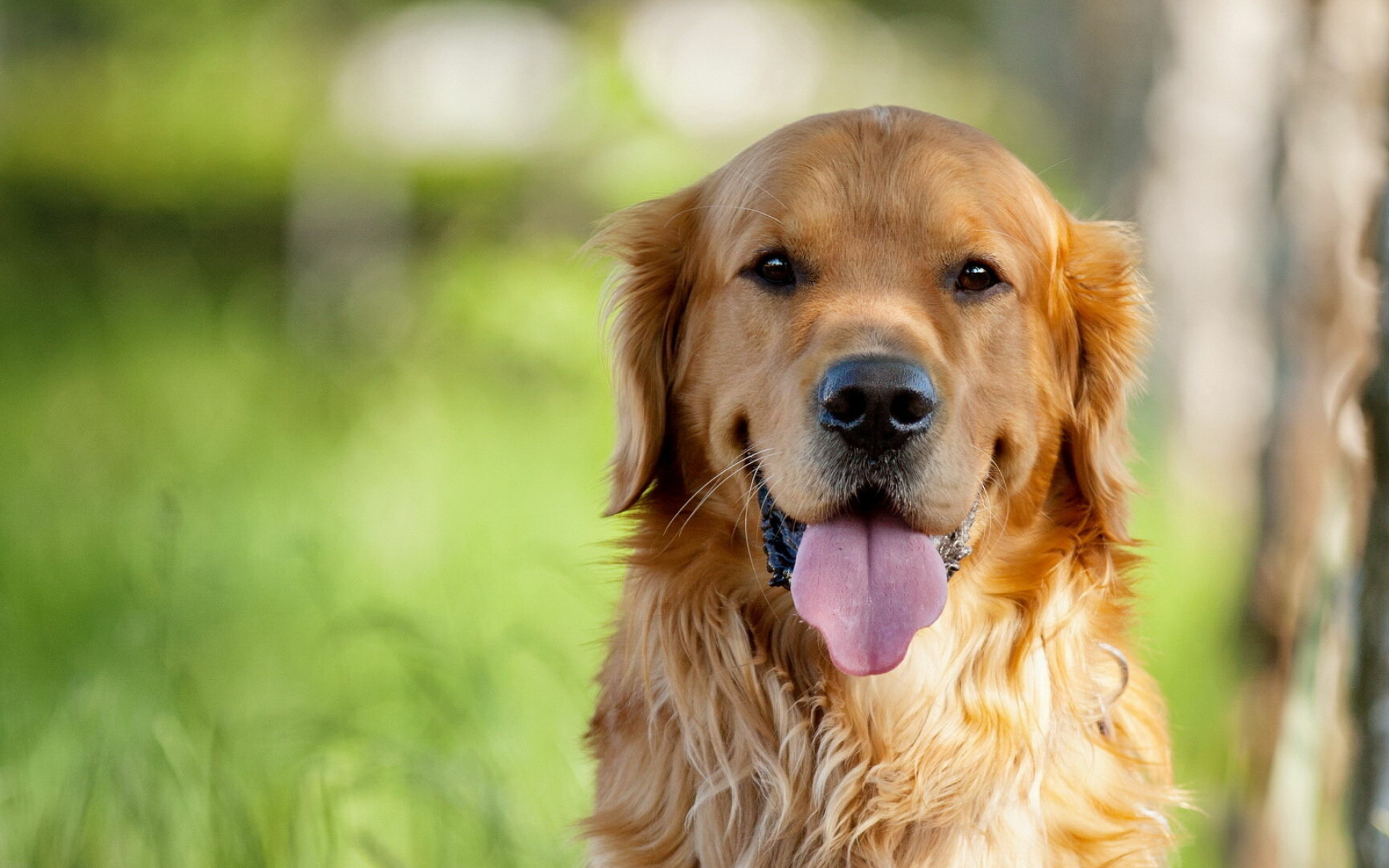 Golden Retriever: With their gentle nature, shining coats, and charming smiles, they are considered one of the most popular breeds in America,  Companion dog. 1920x1200 HD Background.