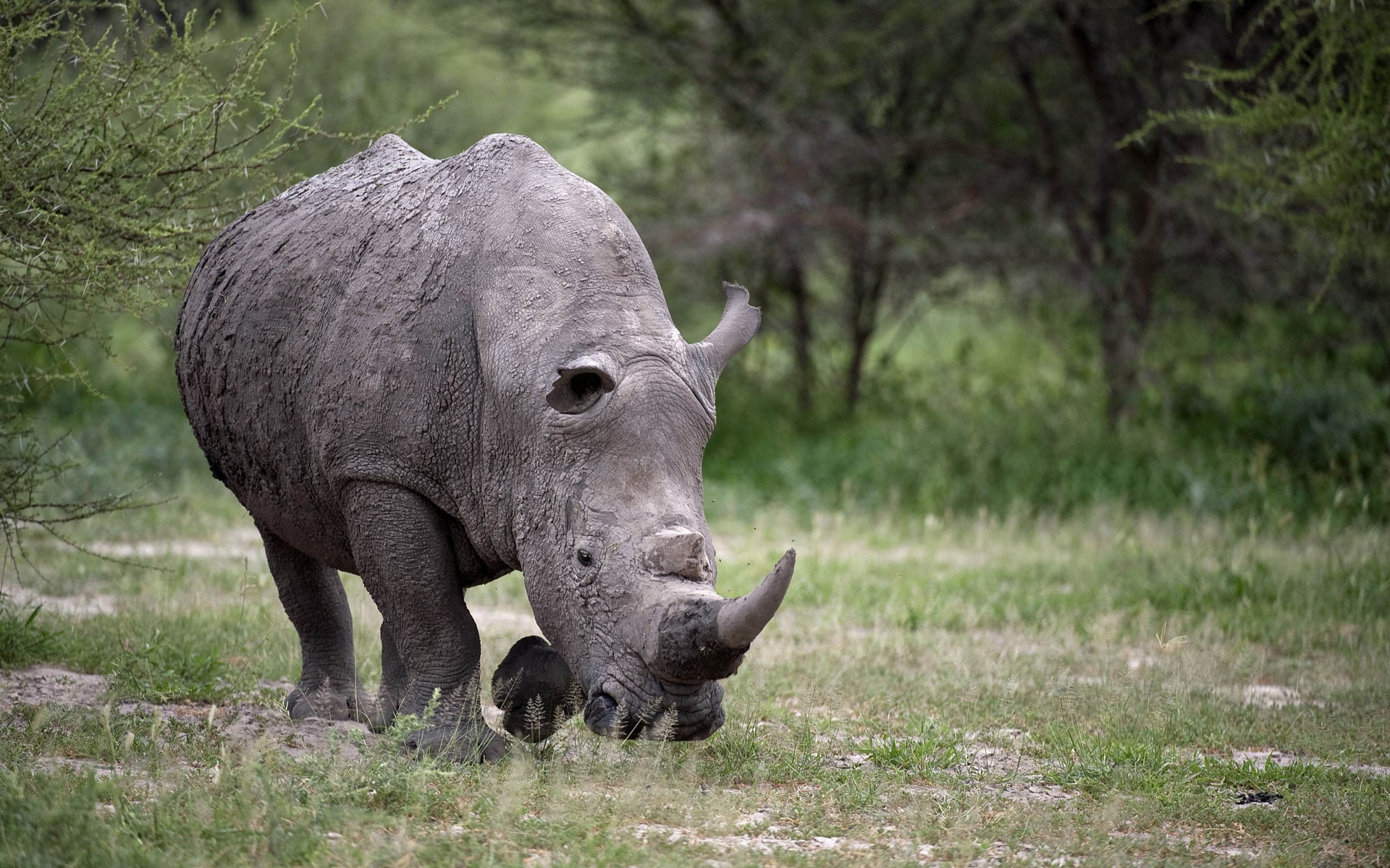 Rhino wallpapers in HD, Desktop backgrounds with rhinos, High-definition rhino images, Rhino picture collection, 1920x1200 HD Desktop