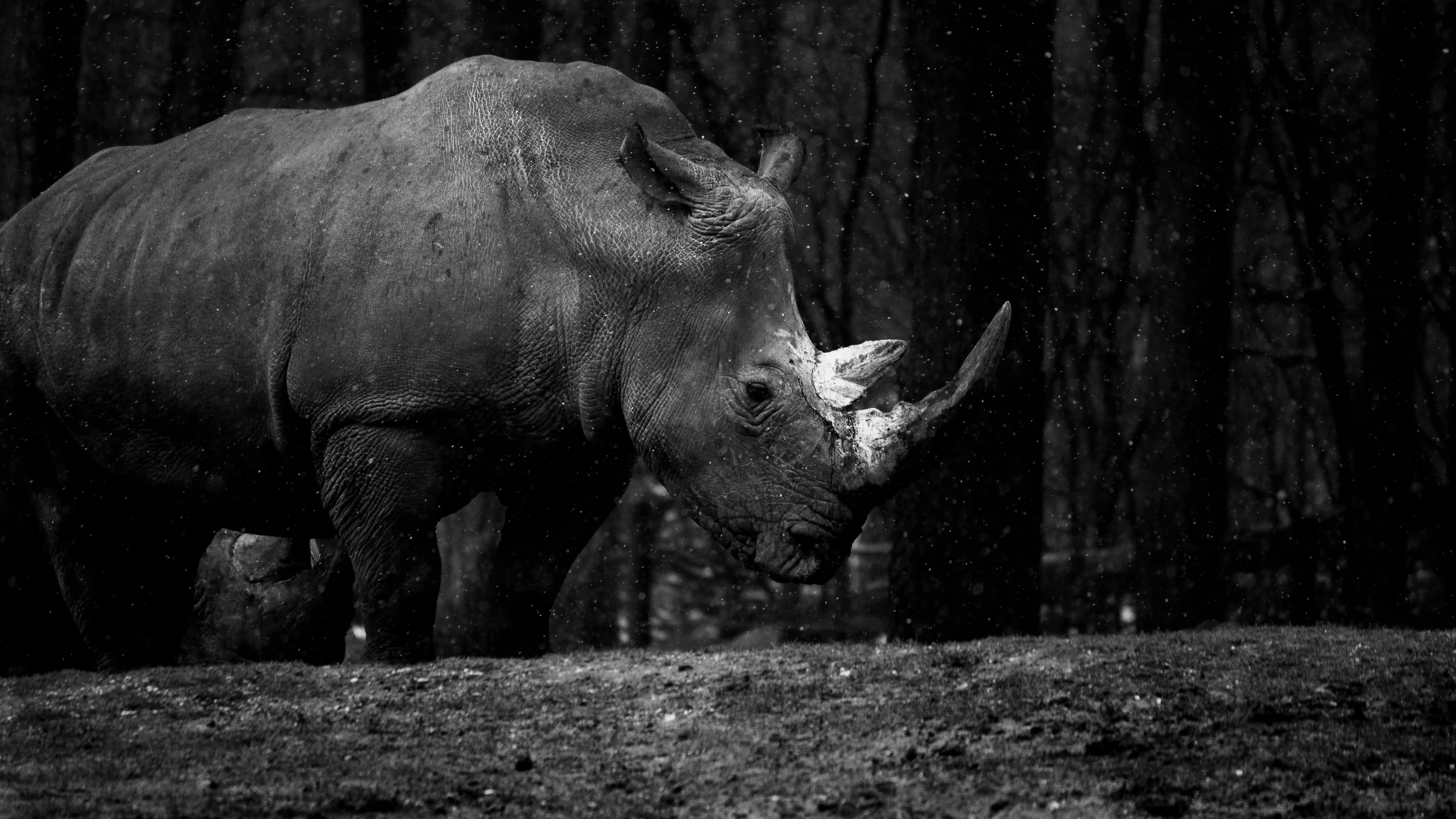 Rhino at Royal Burger's Zoo, 4K UHD wallpaper, Rhino image in ultra HD, Captivating zoo scene, 3840x2160 4K Desktop