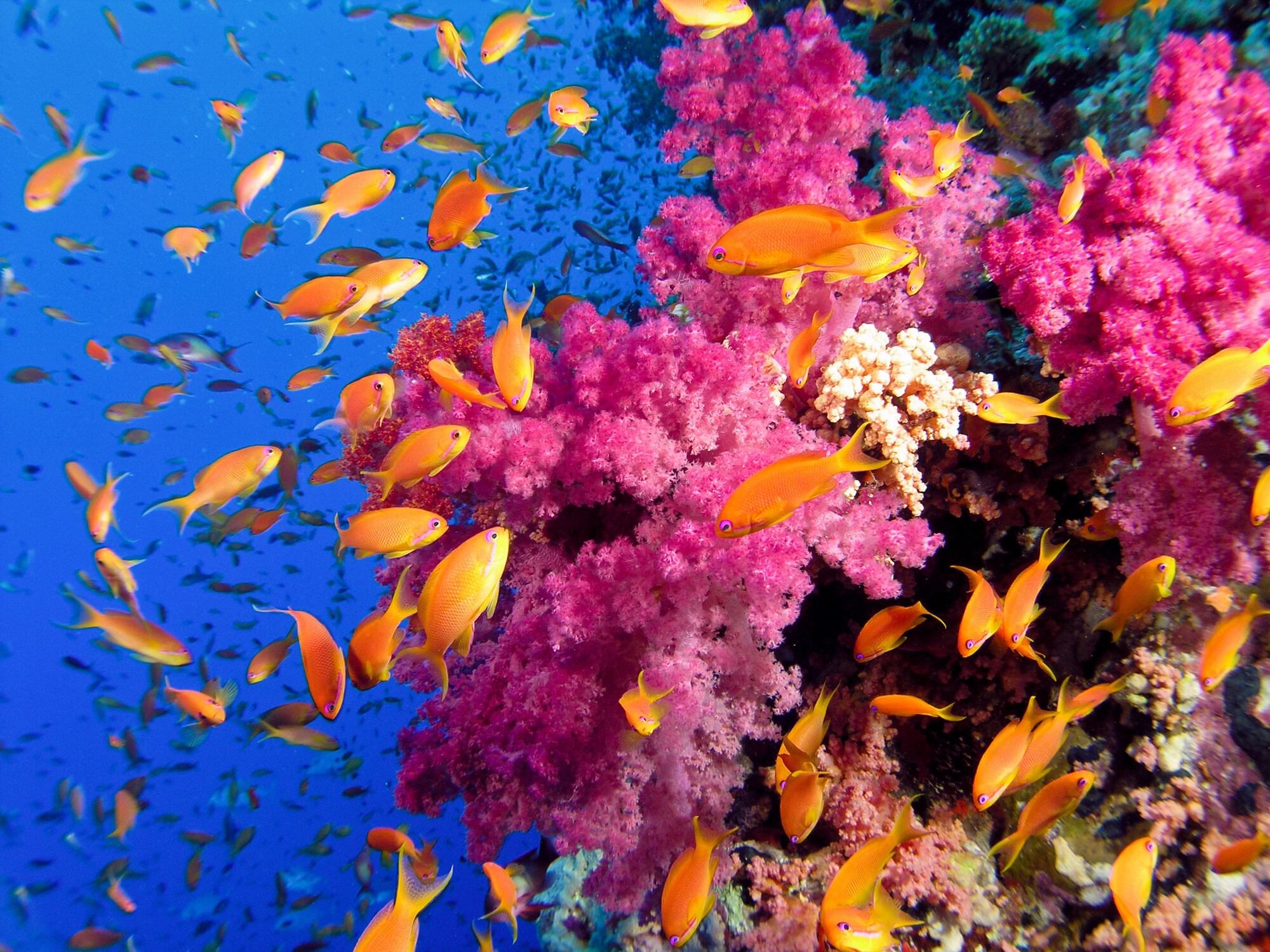 Great Barrier Reef: Coral reefs off the coast of Queensland, Australia, Underwater world. 2000x1500 HD Background.