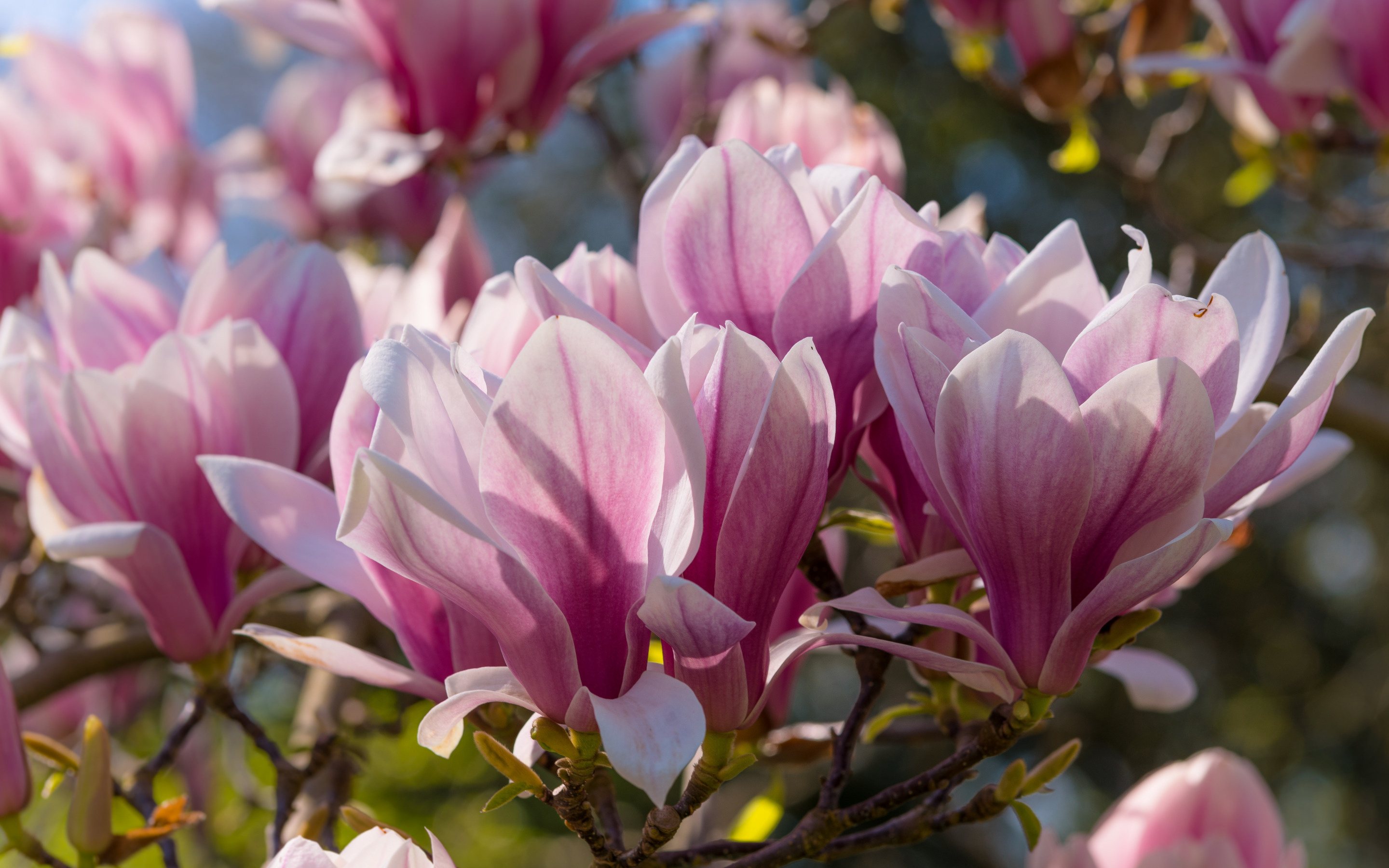 Magnolia blossoms, Pink spring flowers, Beautiful spring background, High-quality pictures, 2880x1800 HD Desktop