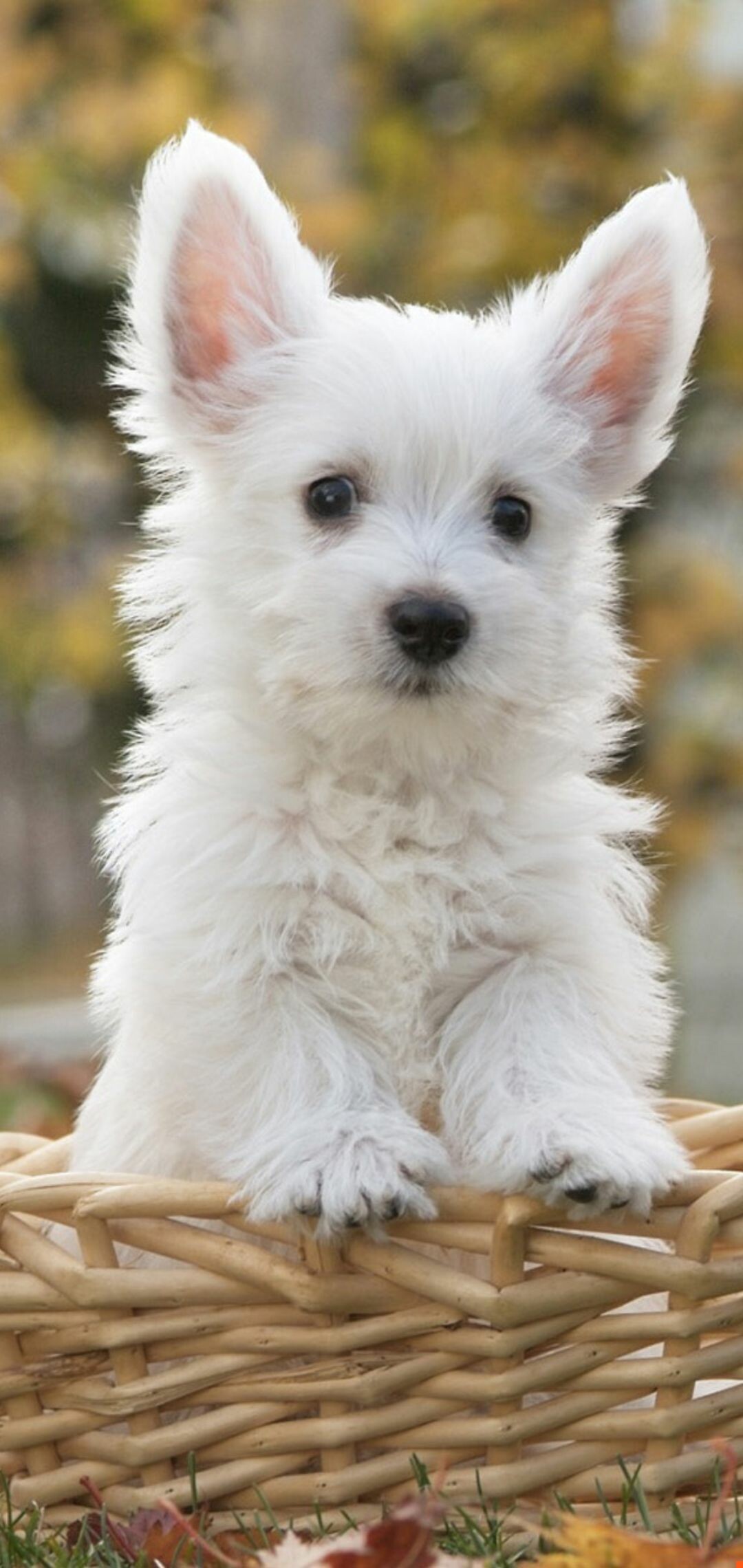 Puppy: West Highland White Terrier, The breed is intelligent, quick to learn, and can be good with children. 1080x2280 HD Wallpaper.
