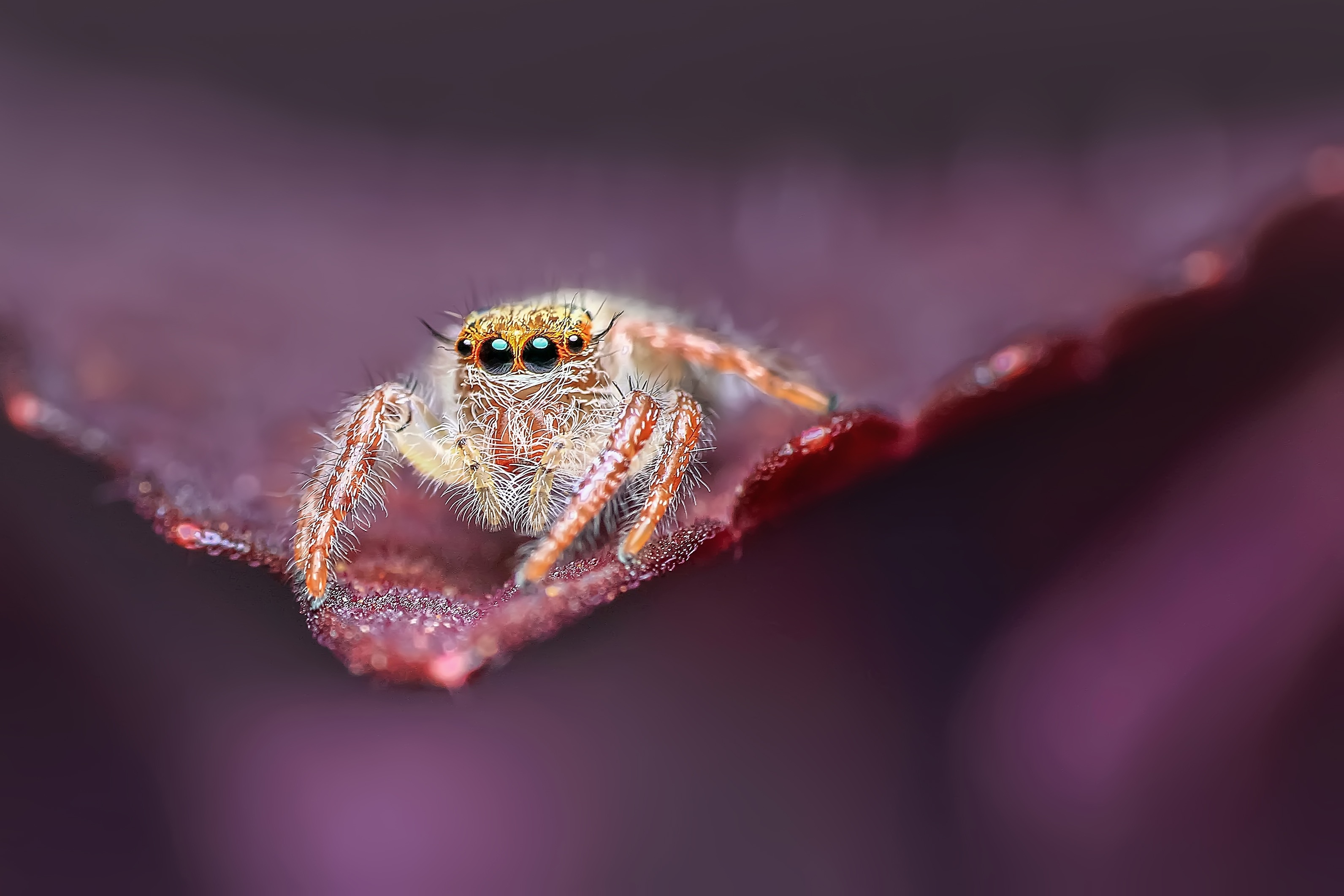 Jumping spider wallpaper, Animal insect, Free download, Up-close shot, 3190x2130 HD Desktop
