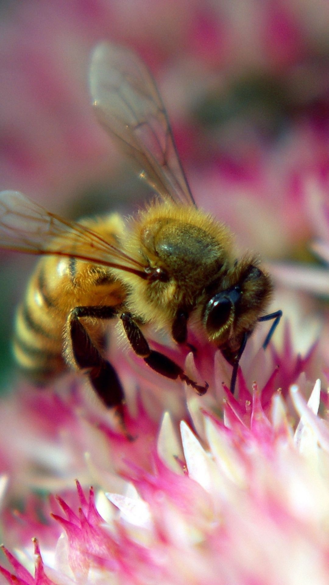 Bee: Known for their keystone role in pollination of the world's plants, Compound eye. 1080x1920 Full HD Background.
