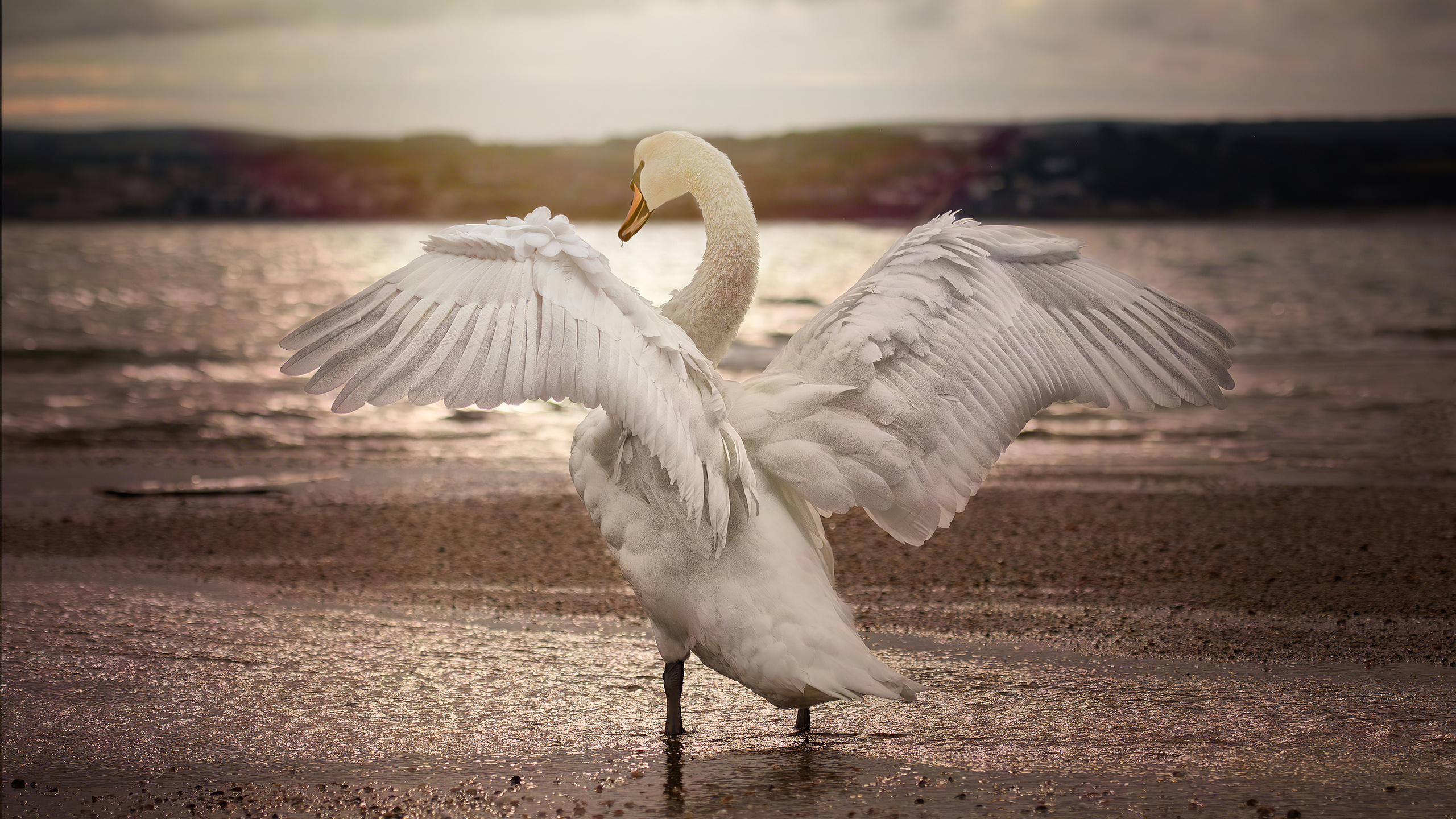 Swan opening wings, 1440p resolution HD, HD 4K wallpapers, Opening wings 4K, 2560x1440 HD Desktop