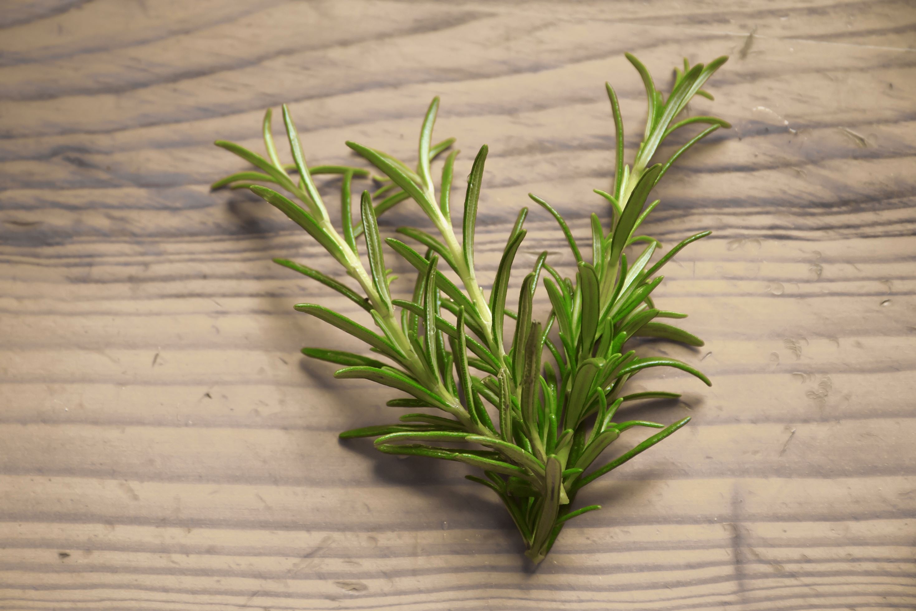 Rosemary plant, Spice nature, Green leaf, Plant, 2940x1960 HD Desktop