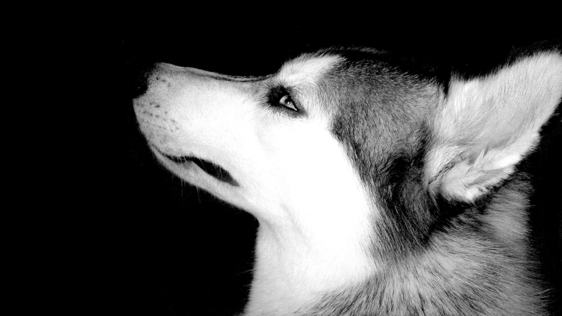 Siberian Husky, Grayscale photography, Beautiful animals, Desktop wallpaper, 1920x1080 Full HD Desktop