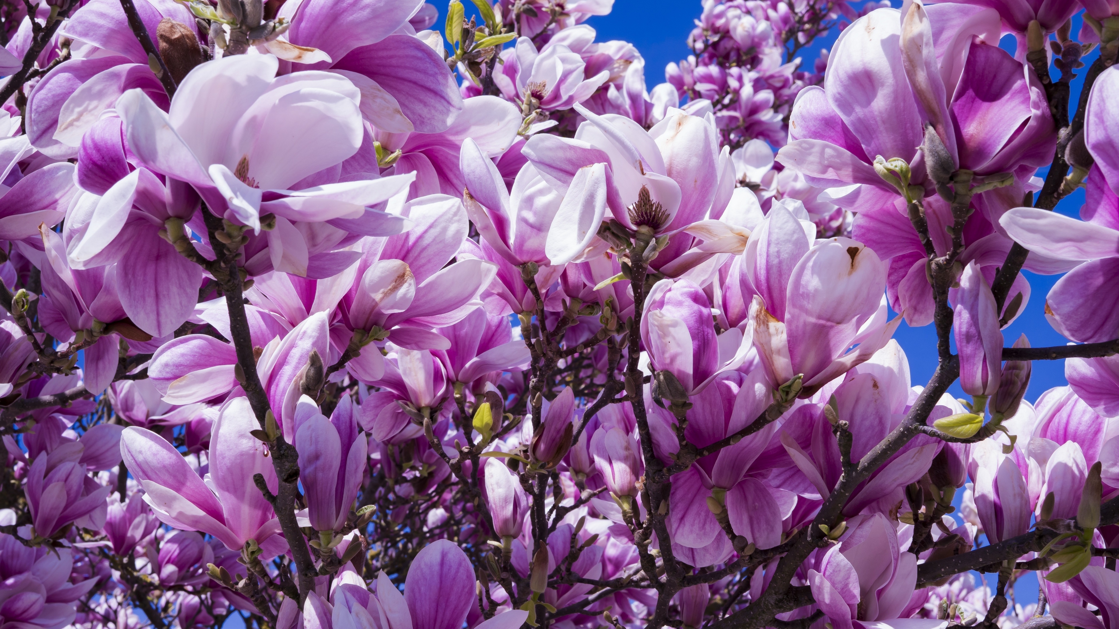 Magnolia flowers, 4K blossom, Pink nature, Beautiful spring, 3840x2160 4K Desktop