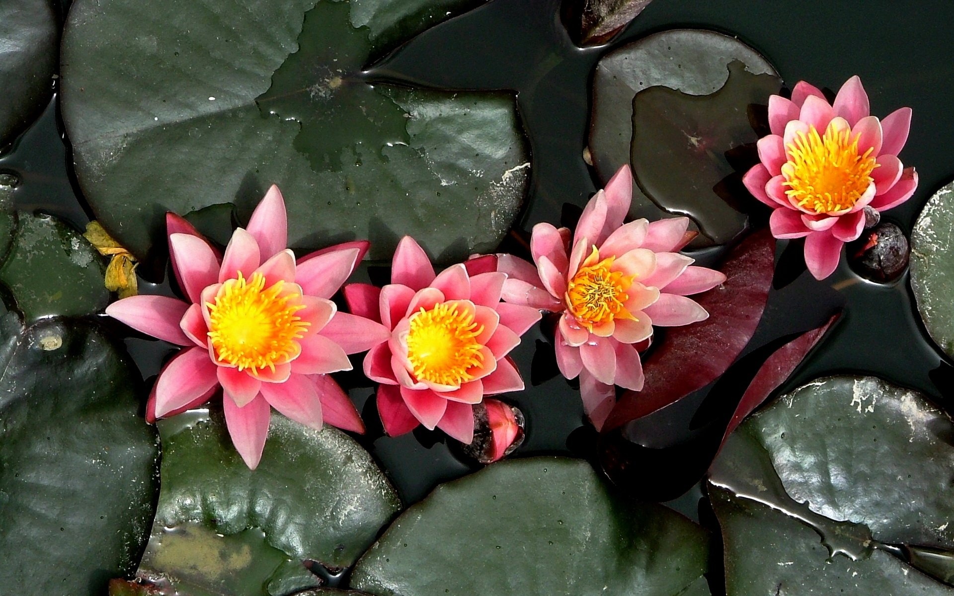 Water Lily, HD wallpaper, Tranquil scene, Natuural beauty, 1920x1200 HD Desktop