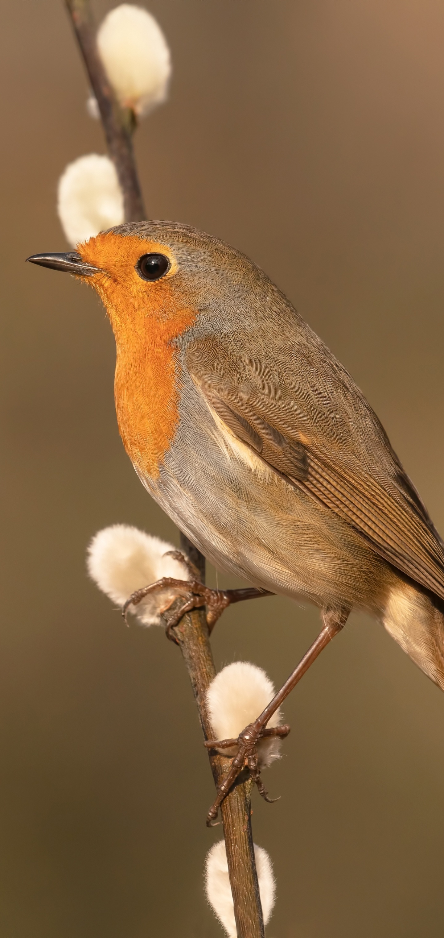 Robin bird, Songbird species, Distinctive orange breast, Chirping melodies, 1440x3040 HD Phone