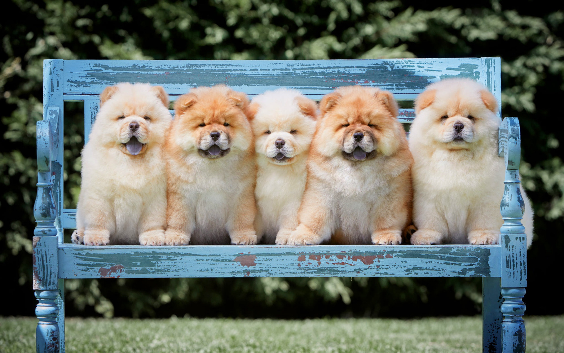 Chow Chow puppies wallpapers, Top-quality images, Adorable dogs, Lovely visuals, 1920x1200 HD Desktop